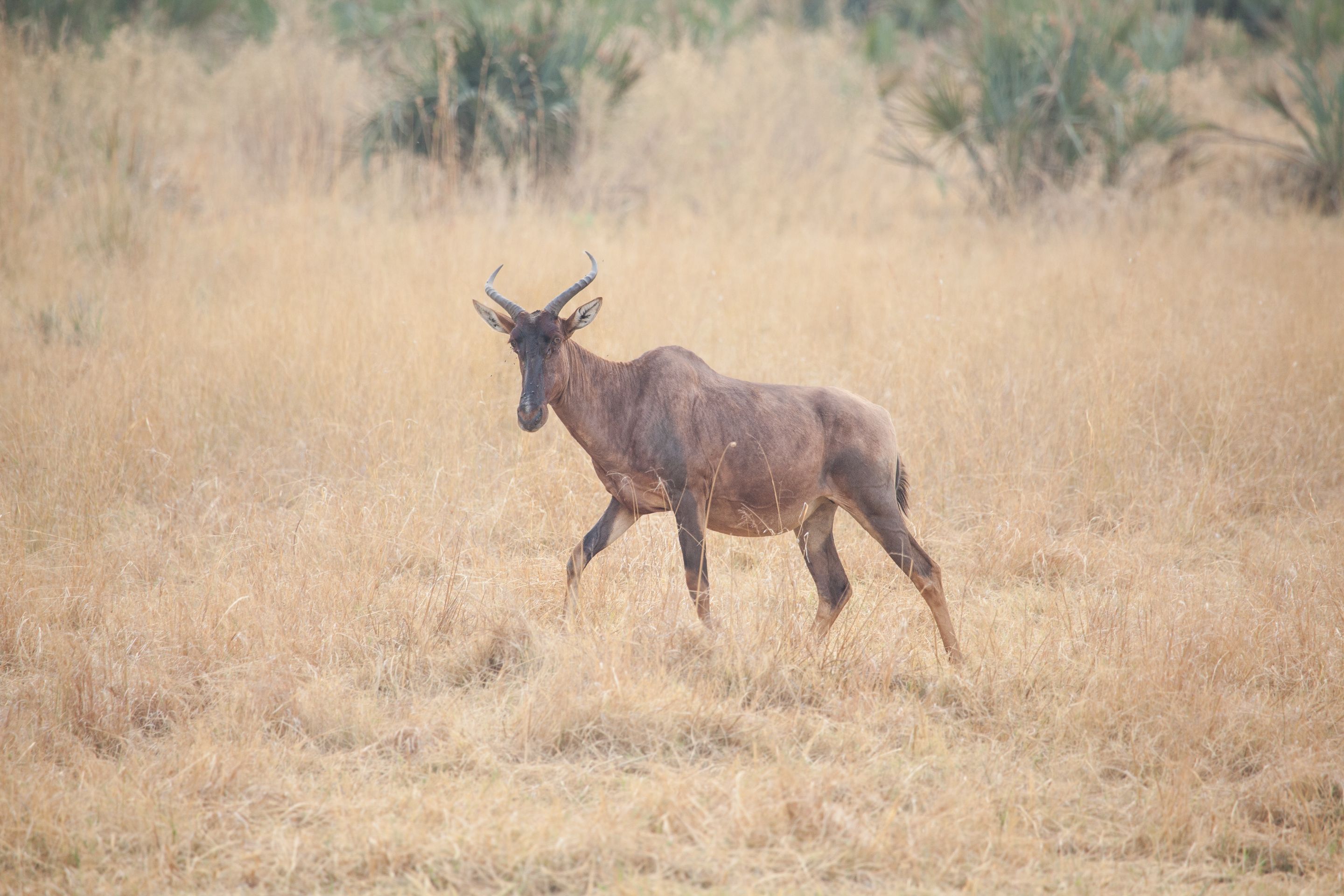 Day 17 Okavango Sandibe (69 of 85).jpg