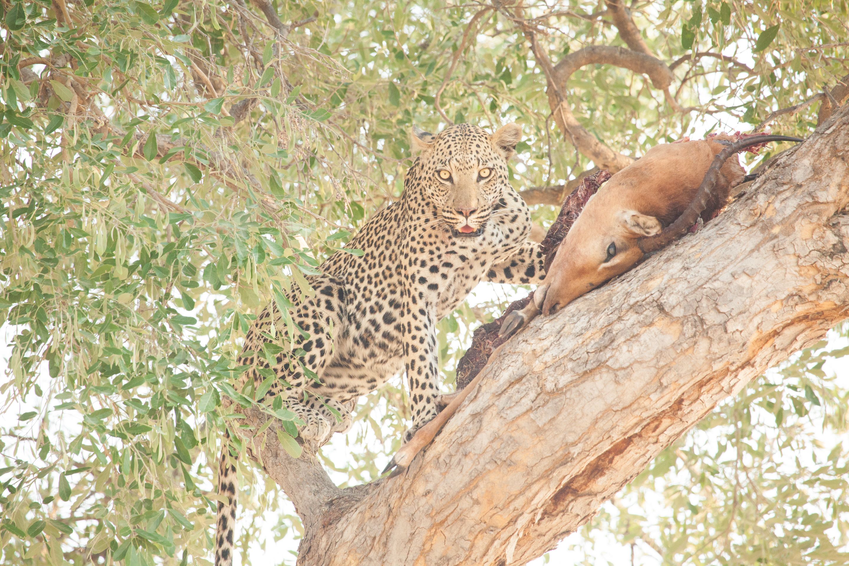 Day 18 Okavango Sandibe (22 of 69).jpg