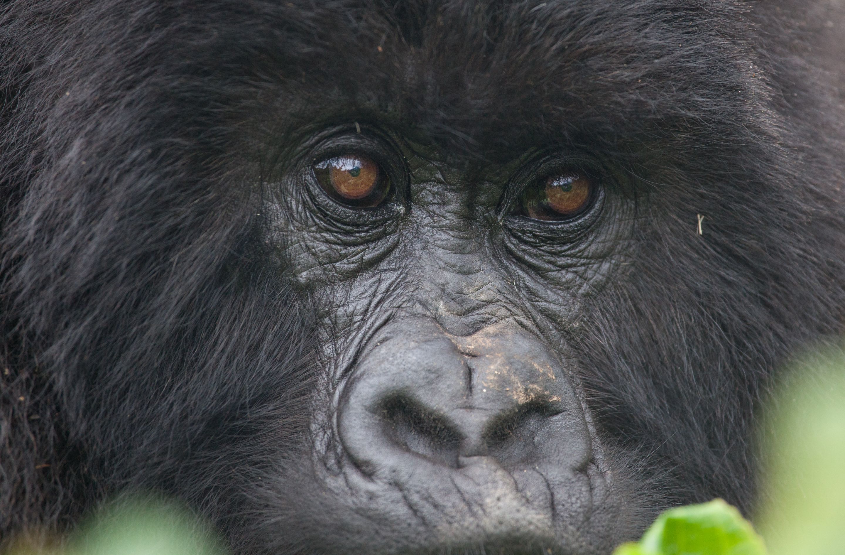 Day 10 Gorillas (50 of 61).jpg