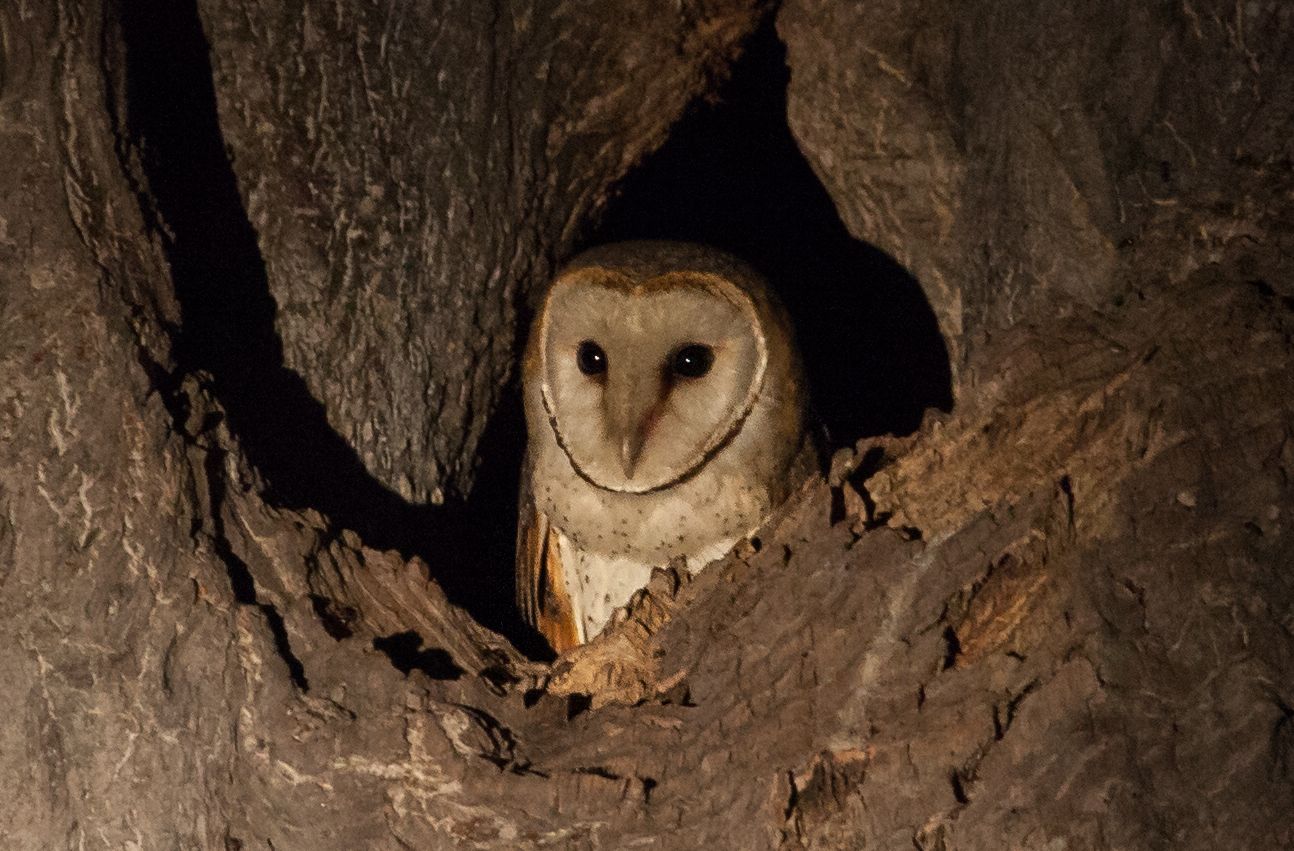 Day 17 Okavango Sandibe (43 of 85).jpg