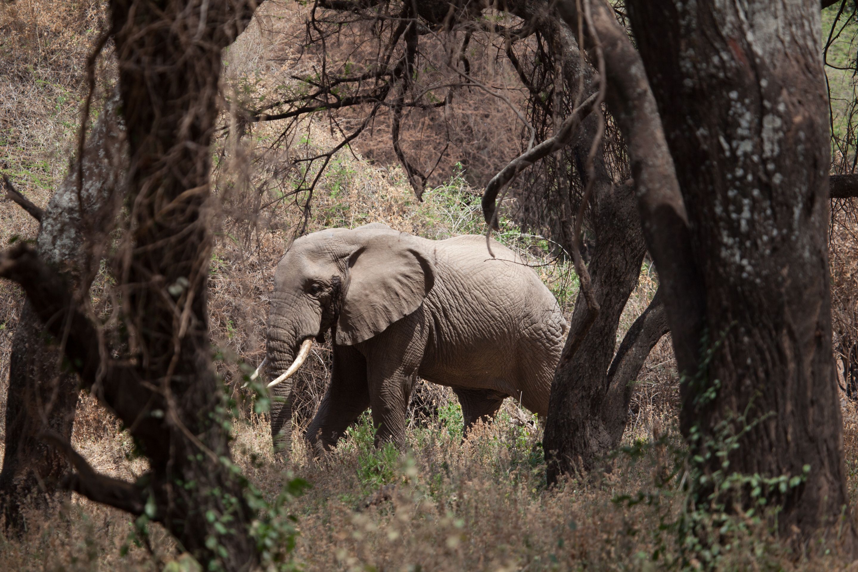 Day 7 Lake Manyara (47 of 103).jpg