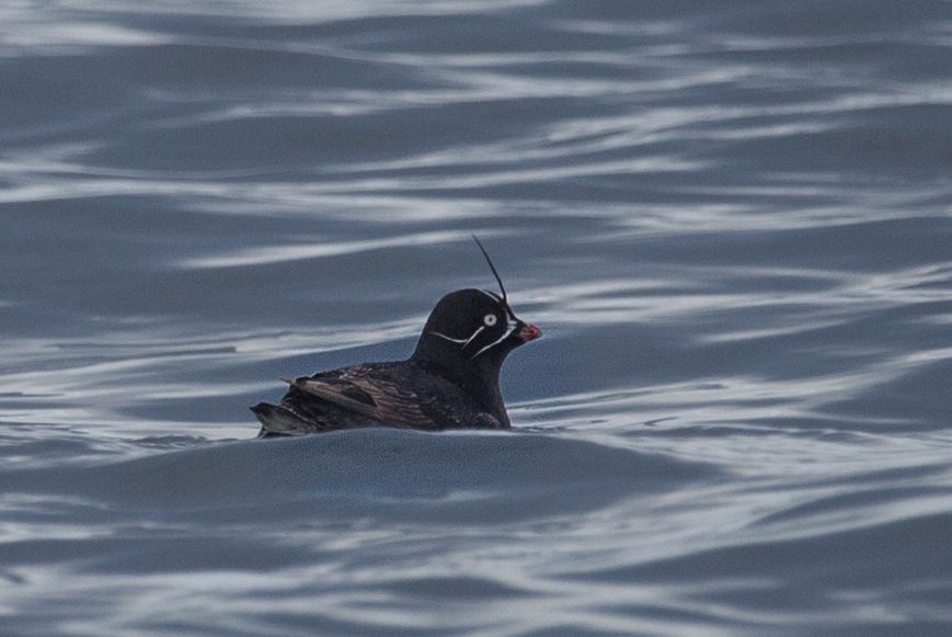 Day 1 auklet Baby Islands (13 of 34).jpg