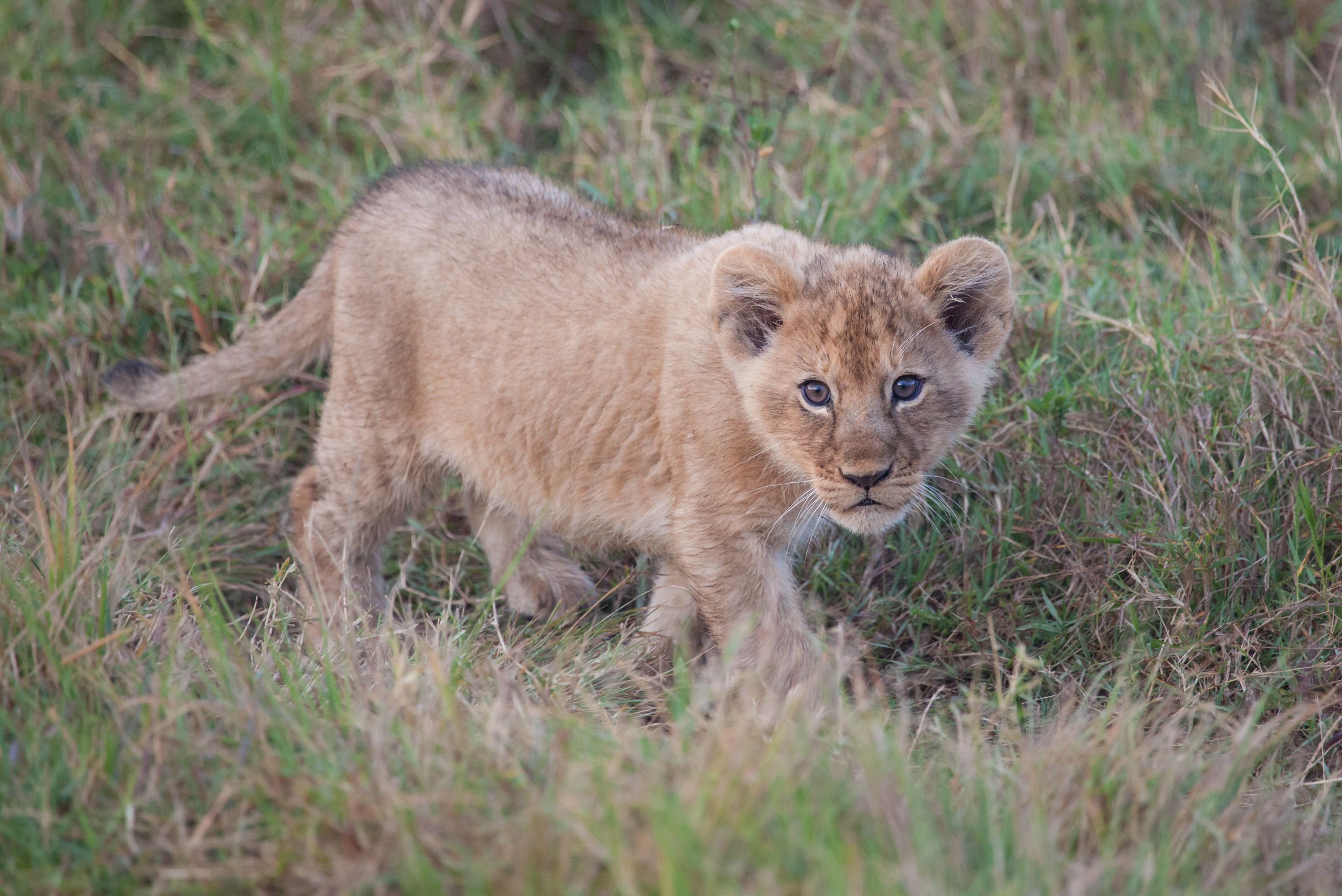 Day 2 Mara (6 of 117).jpg