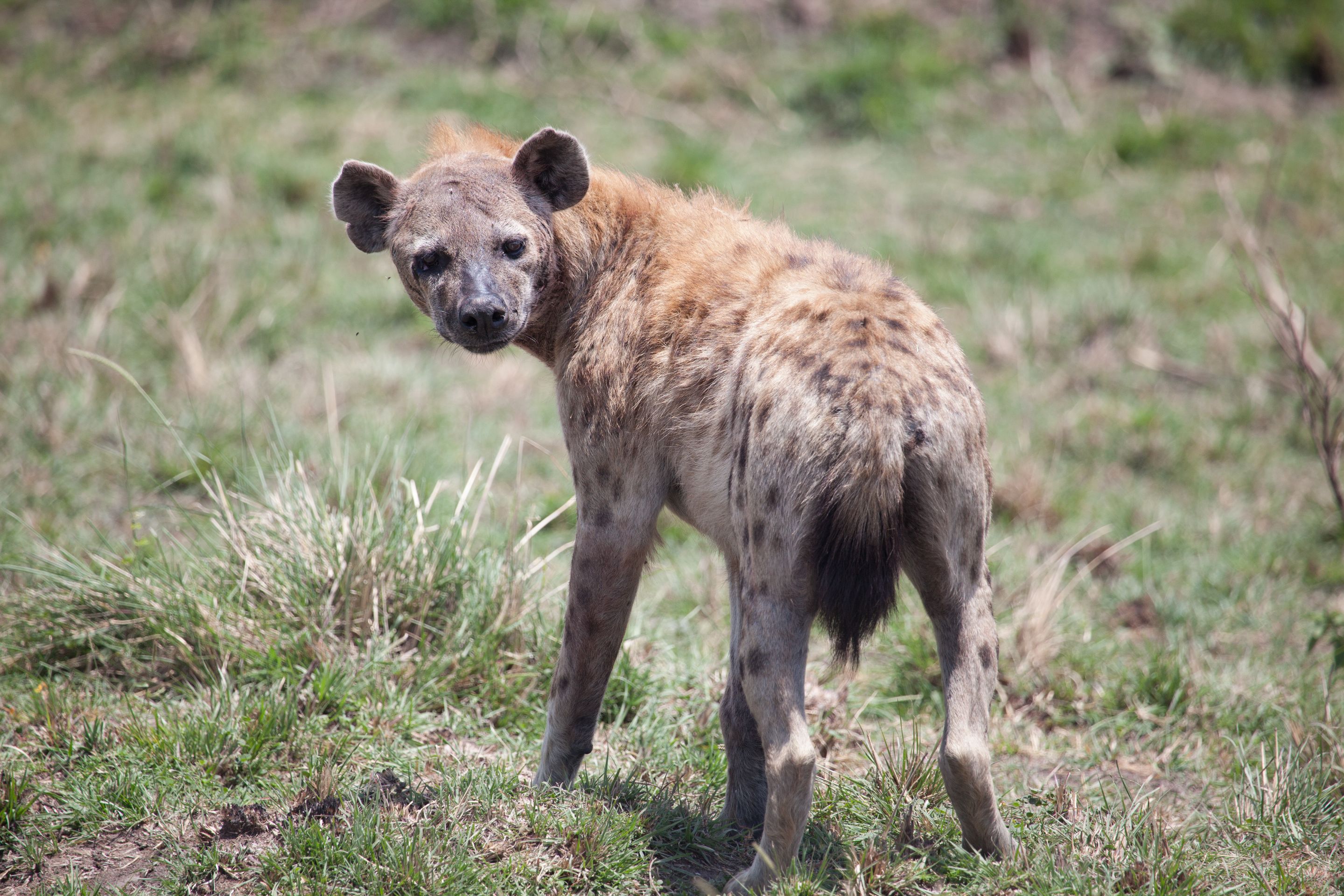 Day 2 Mara (102 of 117).jpg