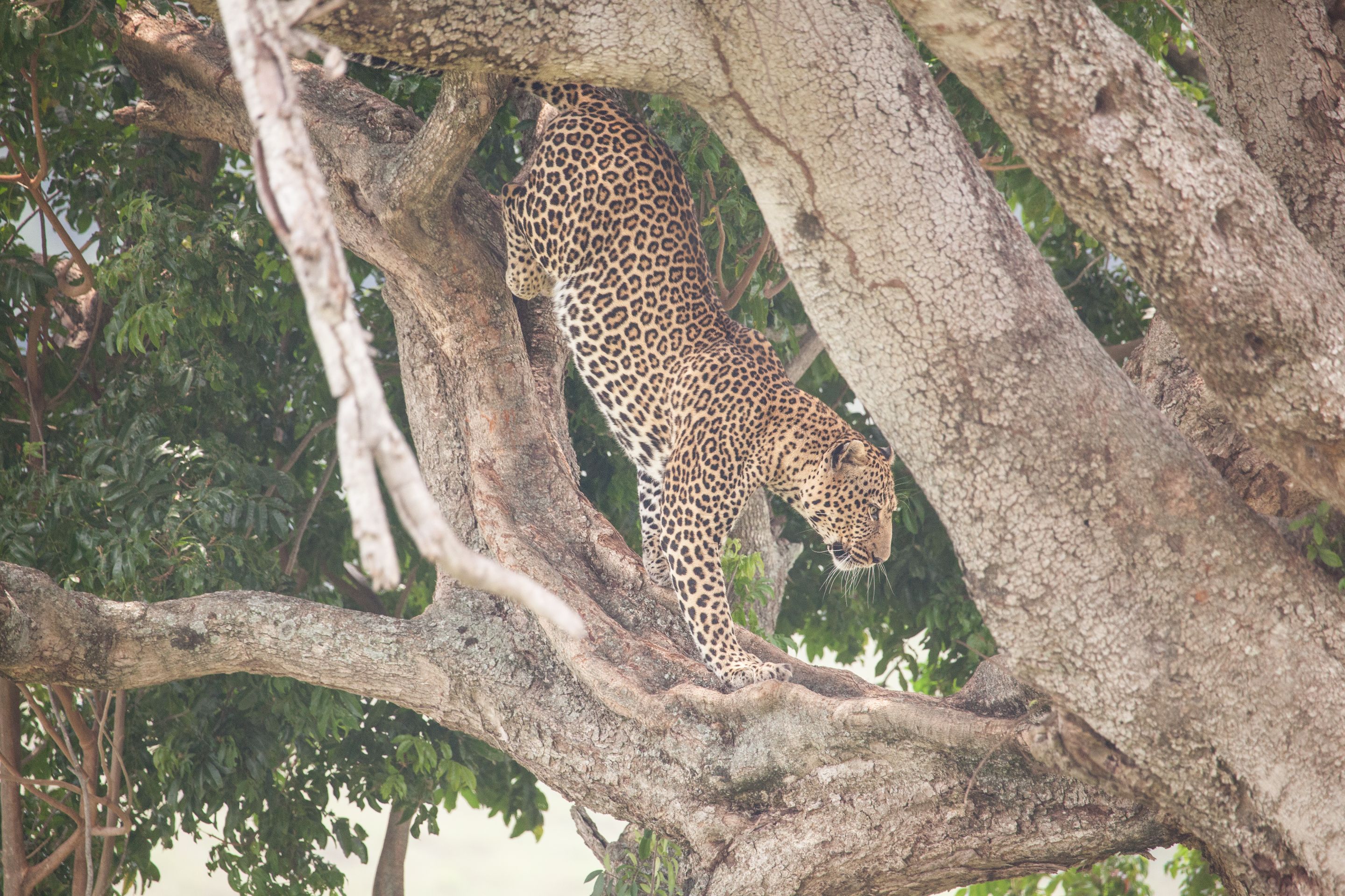 Day 4.5 Mara (17 of 63).jpg