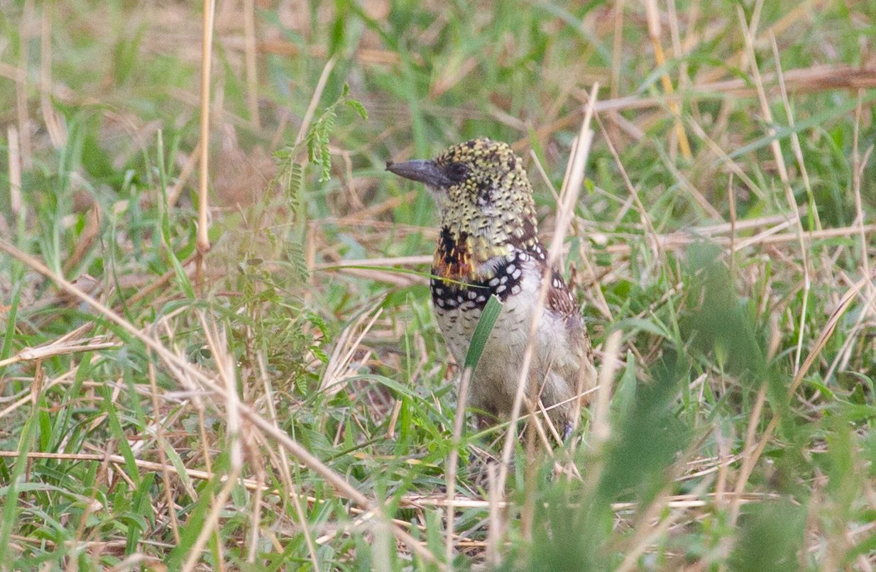 Day 5 Serengeti (44 of 65).jpg