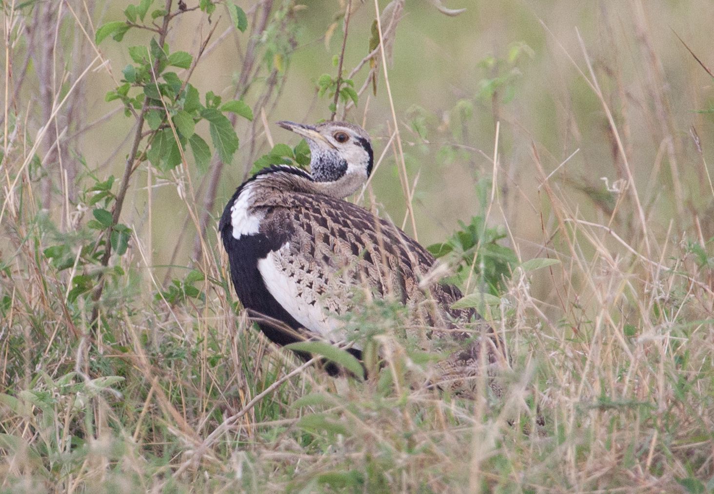 Day 5 Serengeti (45 of 65).jpg