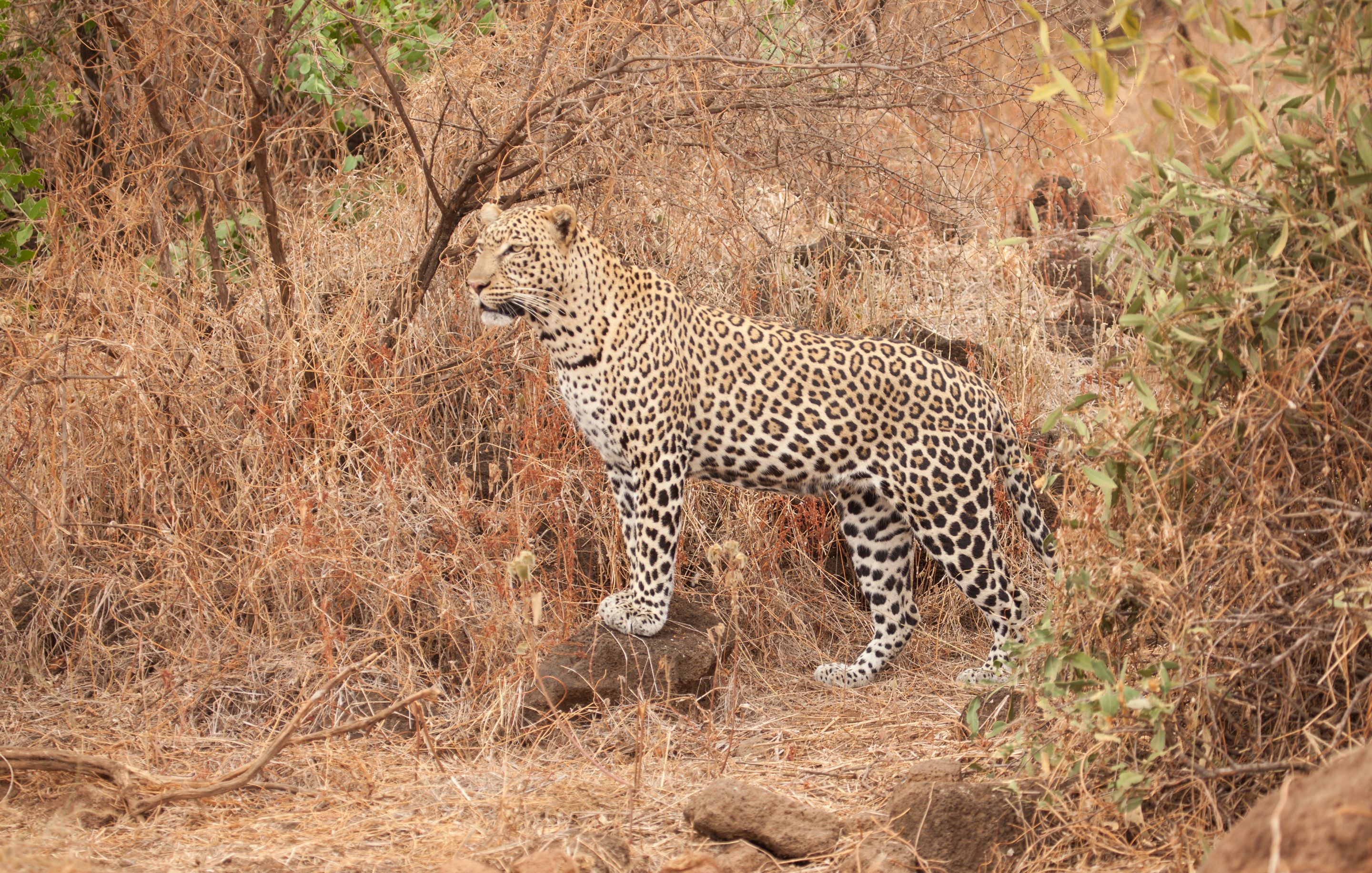 Day3 LeopardPortrait5 (1 of 1).jpg