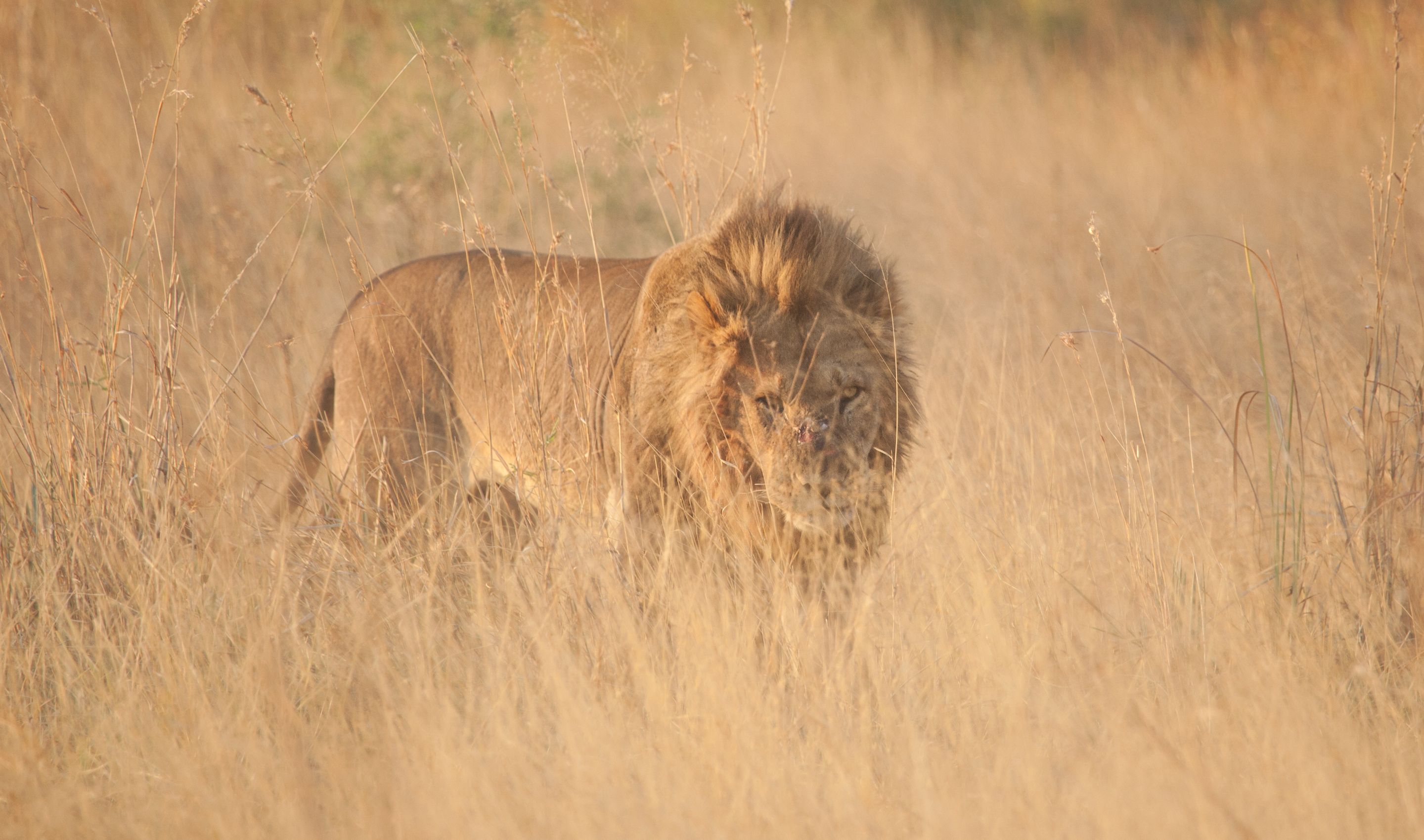 Day 17 Okavango Sandibe (15 of 85).jpg