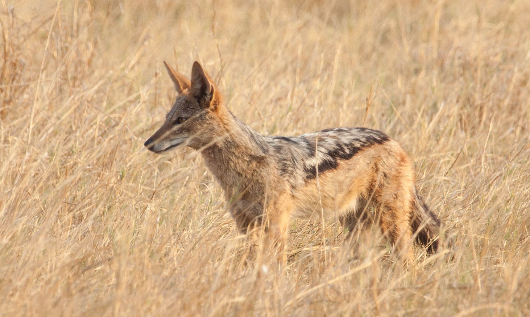 Day 18 Okavango Sandibe (31 of 69).jpg