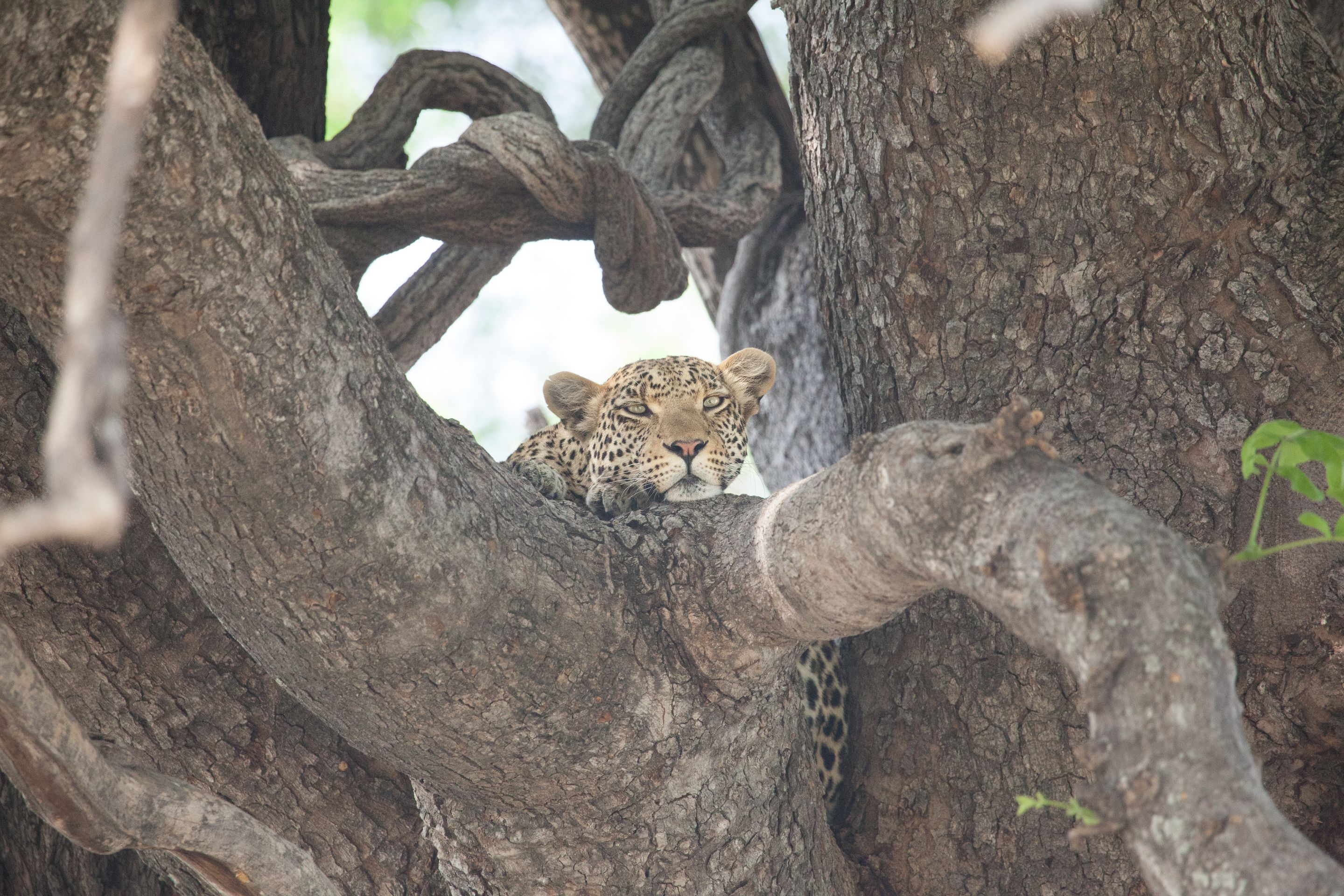 Day 19 Okavango Sandibe (7 of 27).jpg
