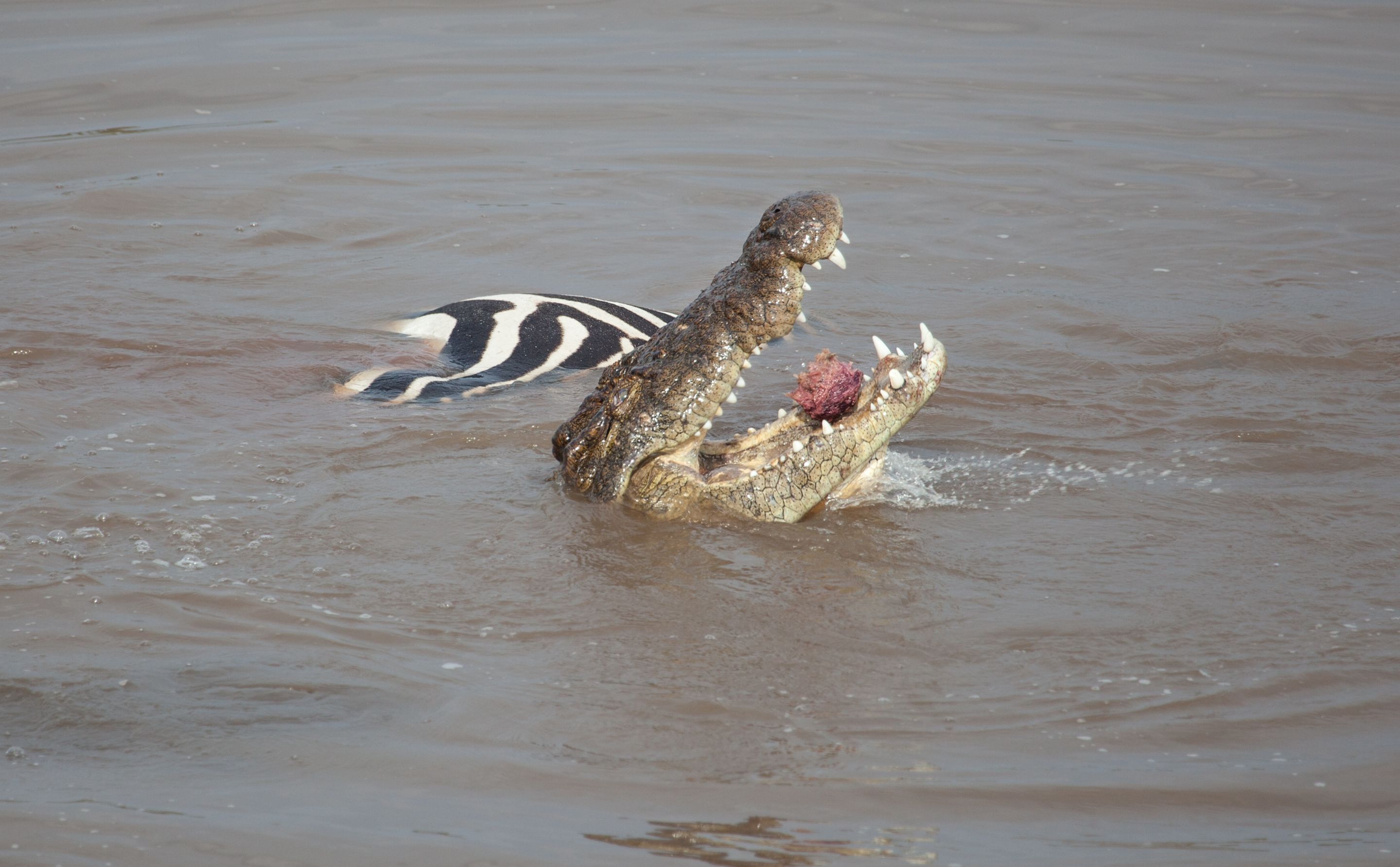 Day 5 Serengeti (10 of 65).jpg