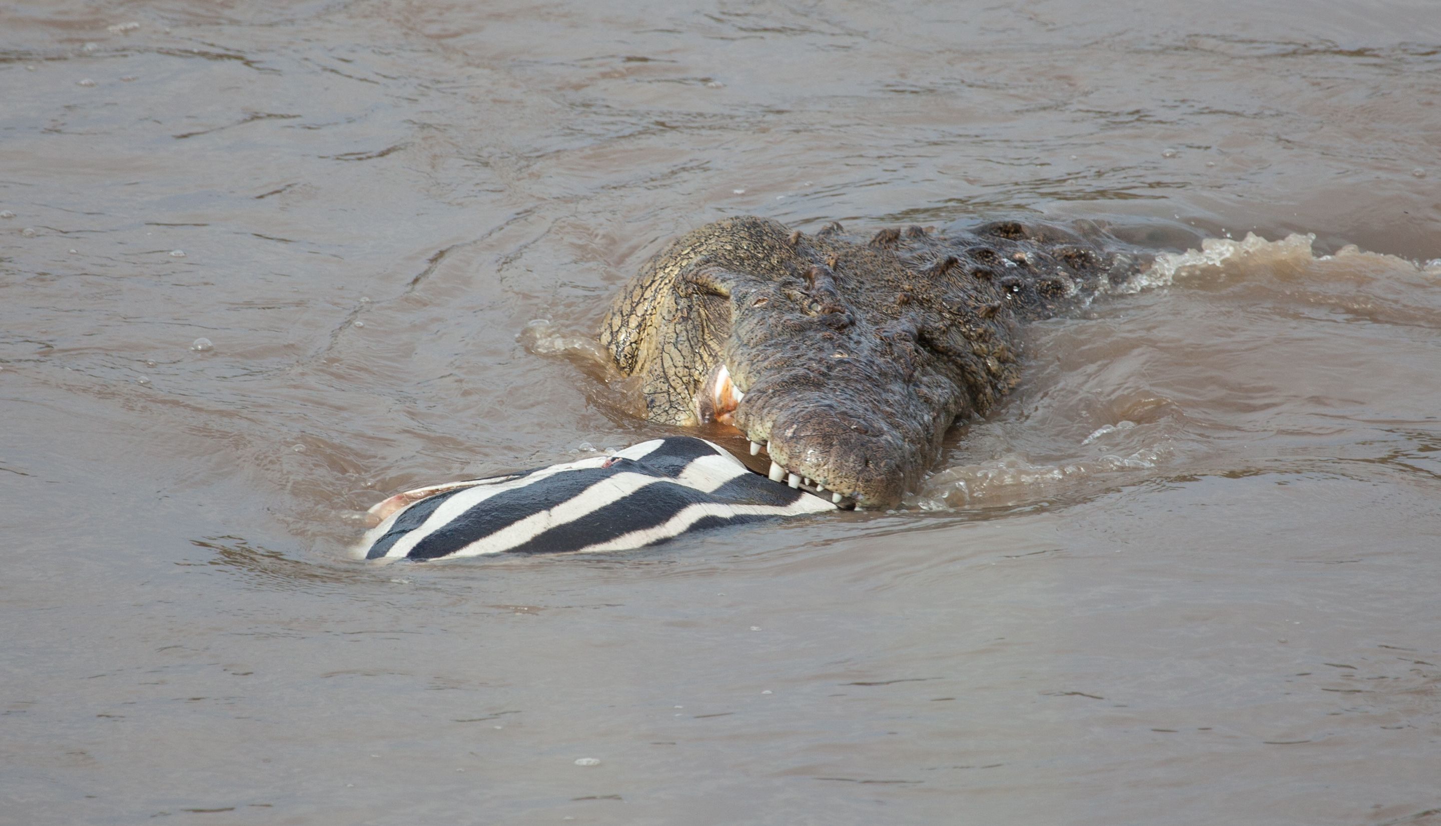 Day 5 Serengeti (14 of 65).jpg