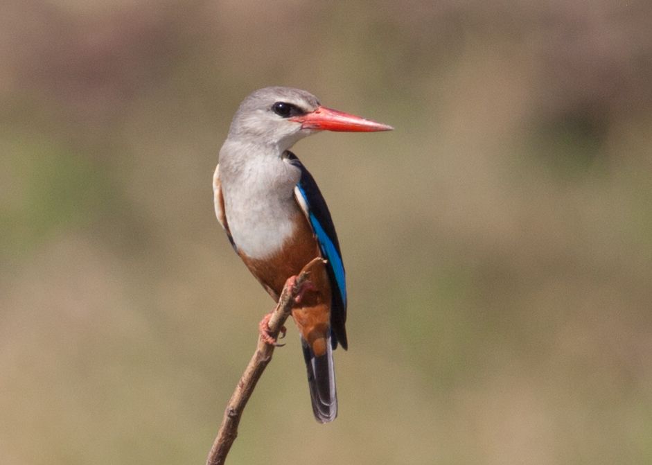 Day 7 Lake Manyara (62 of 103).jpg