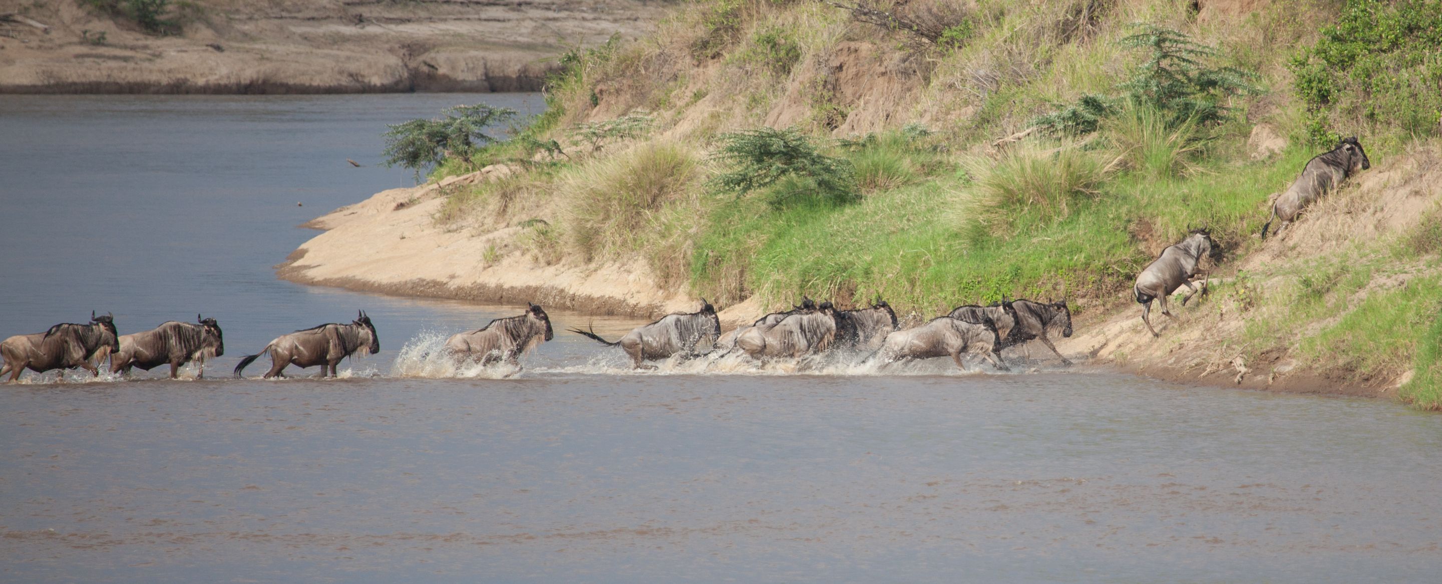 Day 5 Serengeti (33 of 65).jpg