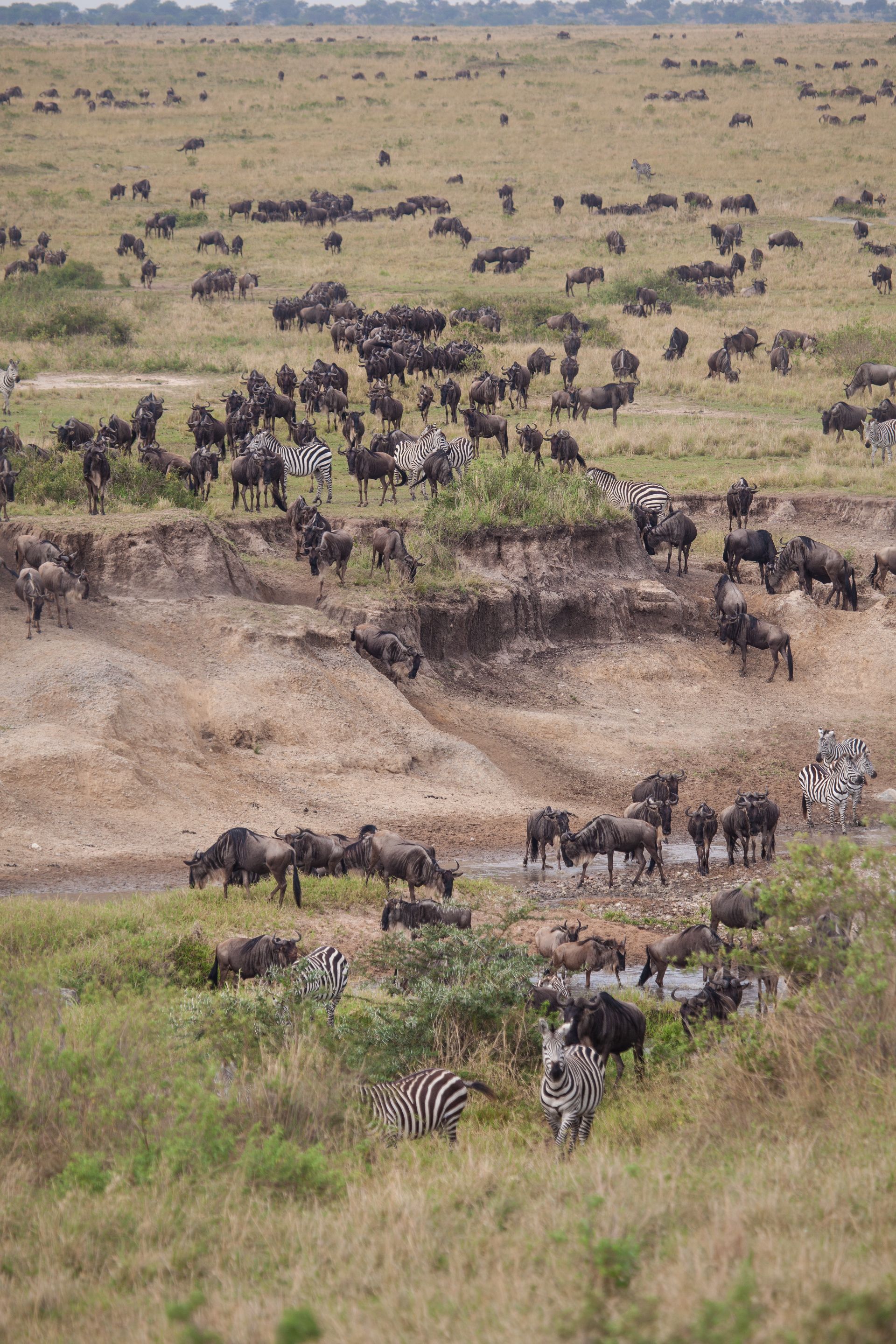 Day 6 Serengeti (40 of 62).jpg