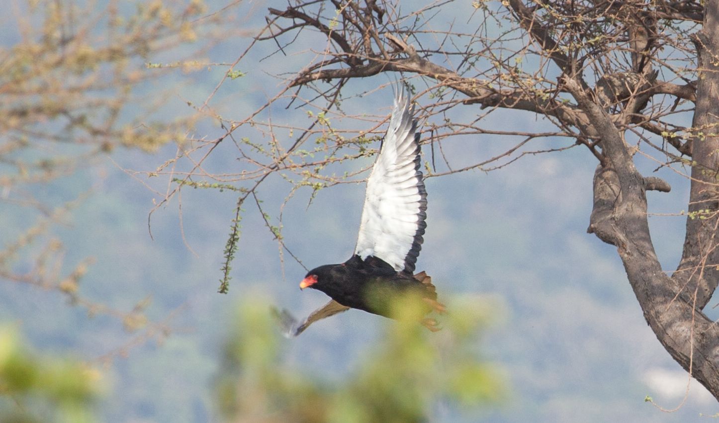 Day 10 Gorillas (6 of 61).jpg