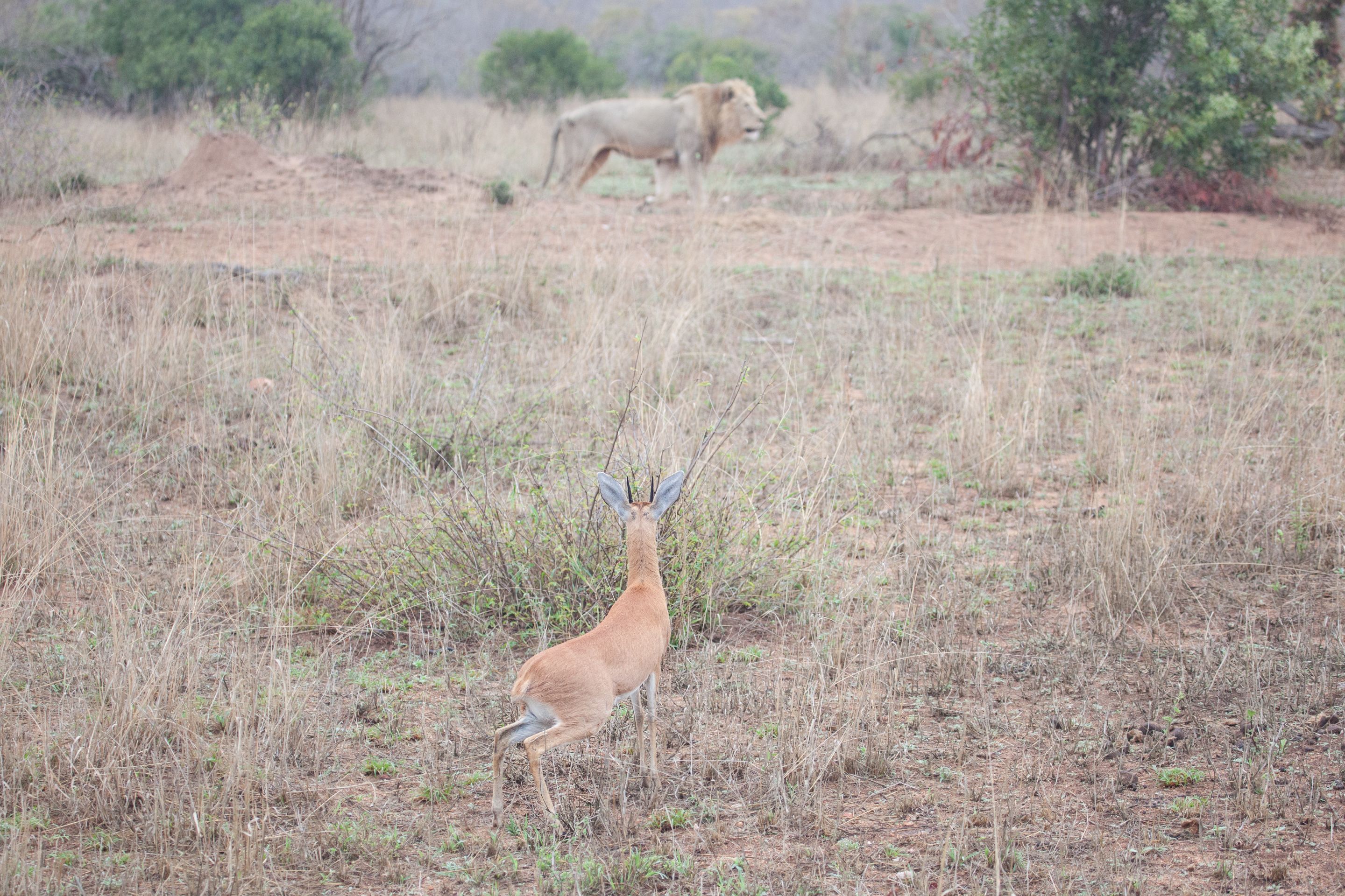 Day 13 SabiSands (4 of 76).jpg