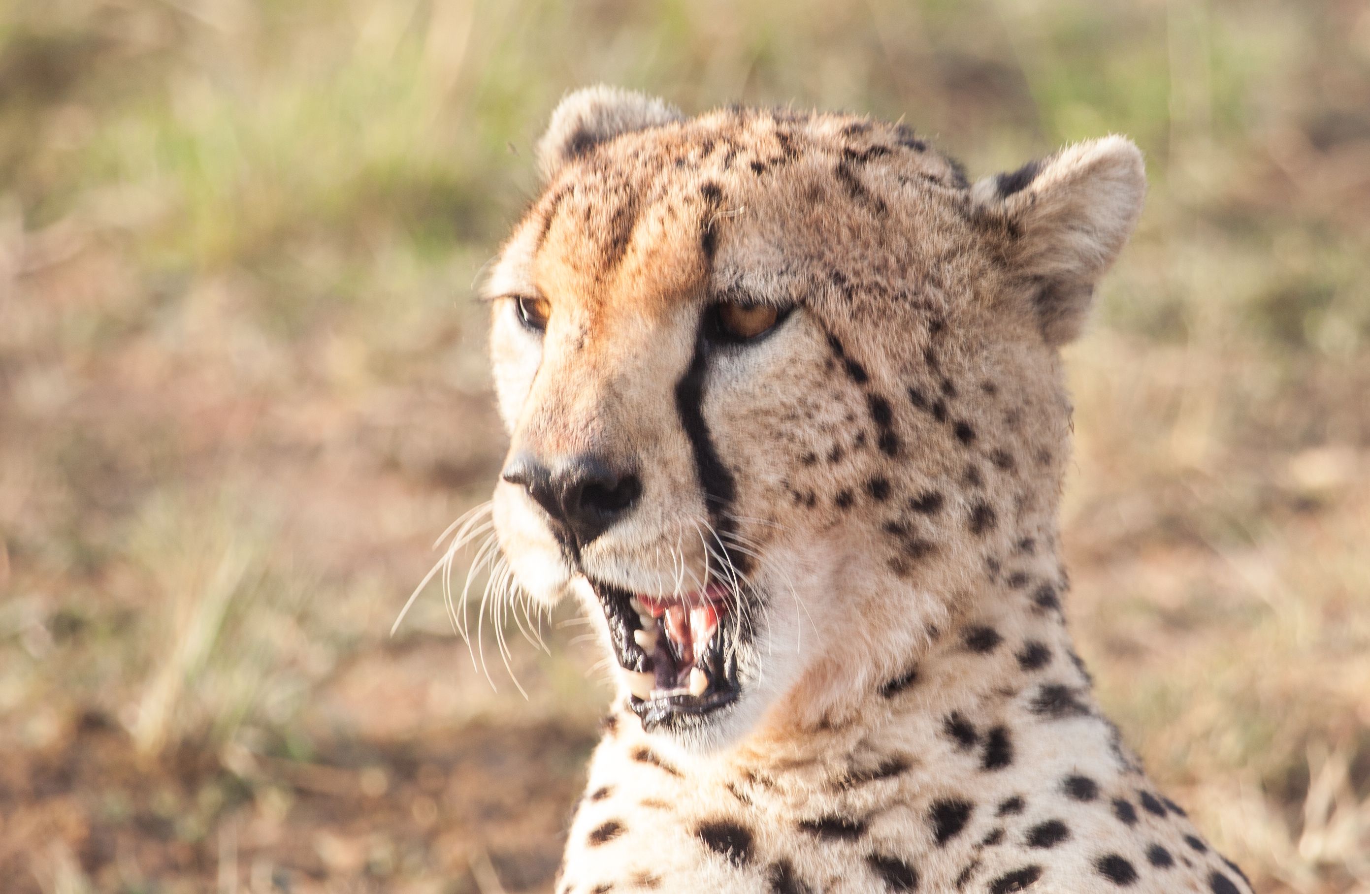 Day 4 Mara (8 of 87).jpg