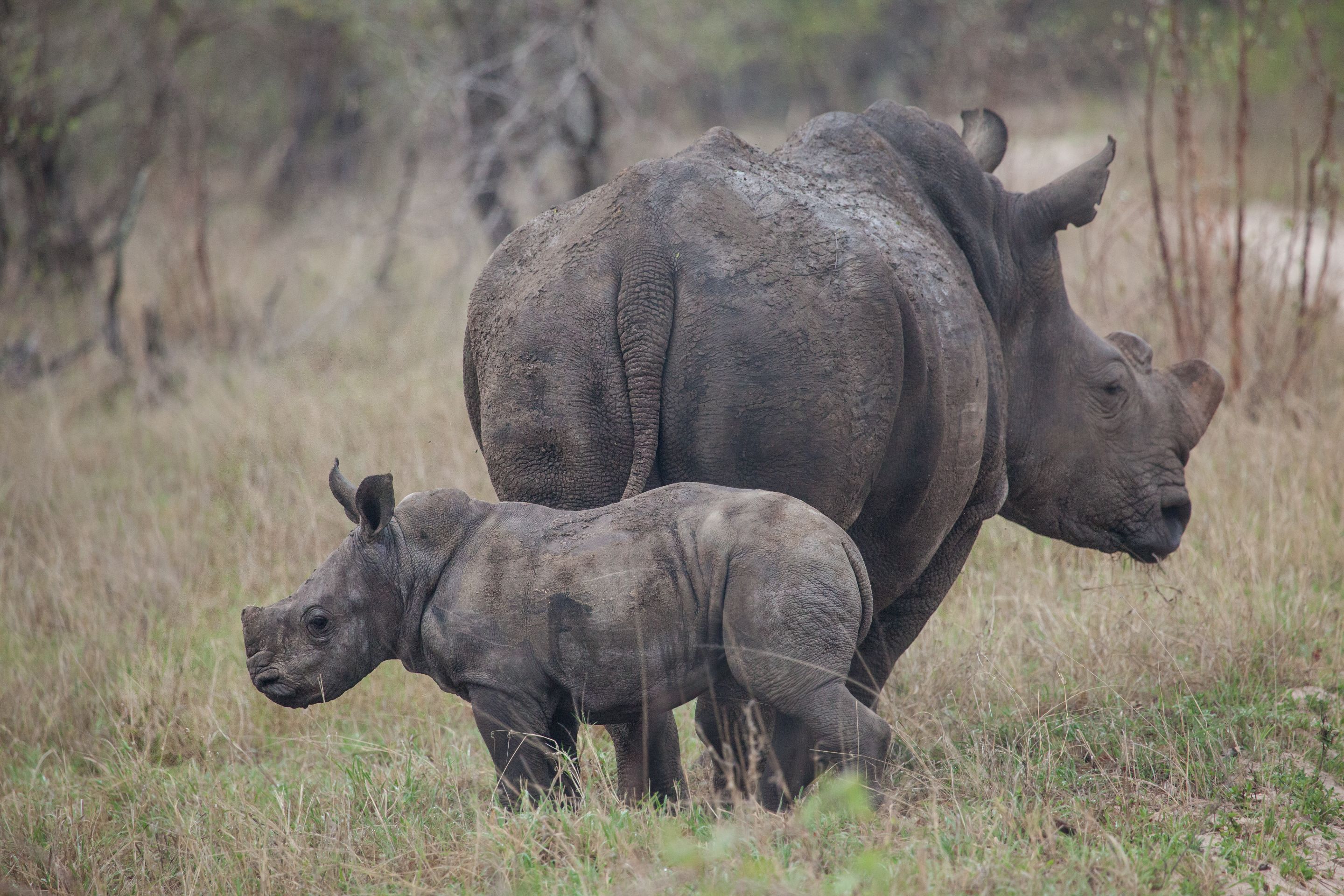 Day 12 SabiSands (20 of 43).jpg