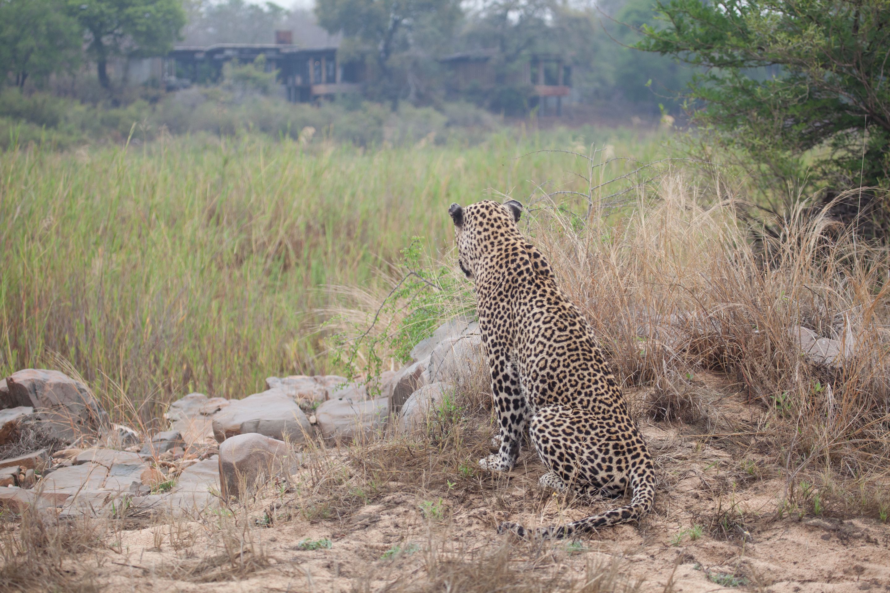 Day 13 SabiSands (45 of 76).jpg