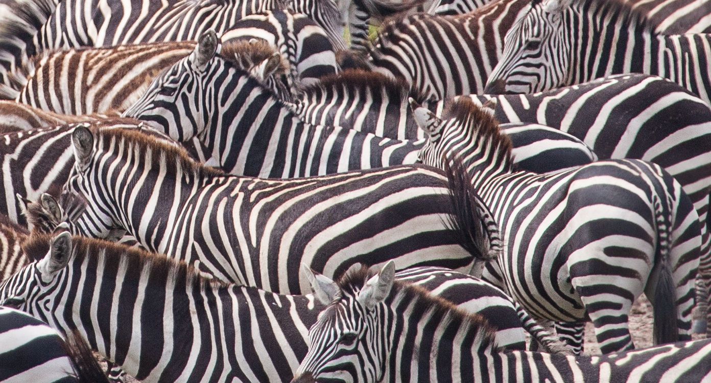 Day 6 Serengeti (49 of 62).jpg