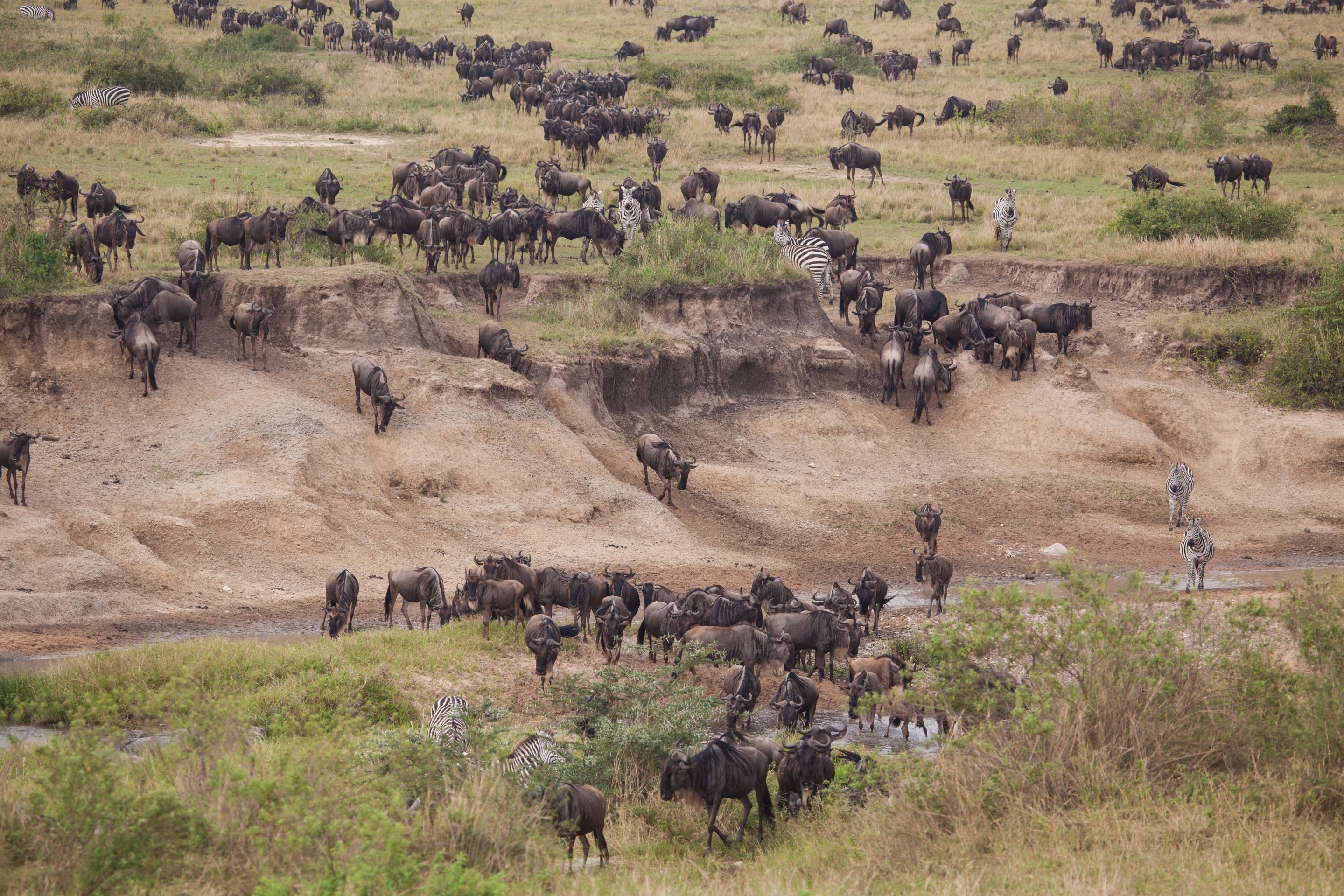 Day 6 Serengeti (35 of 62).jpg