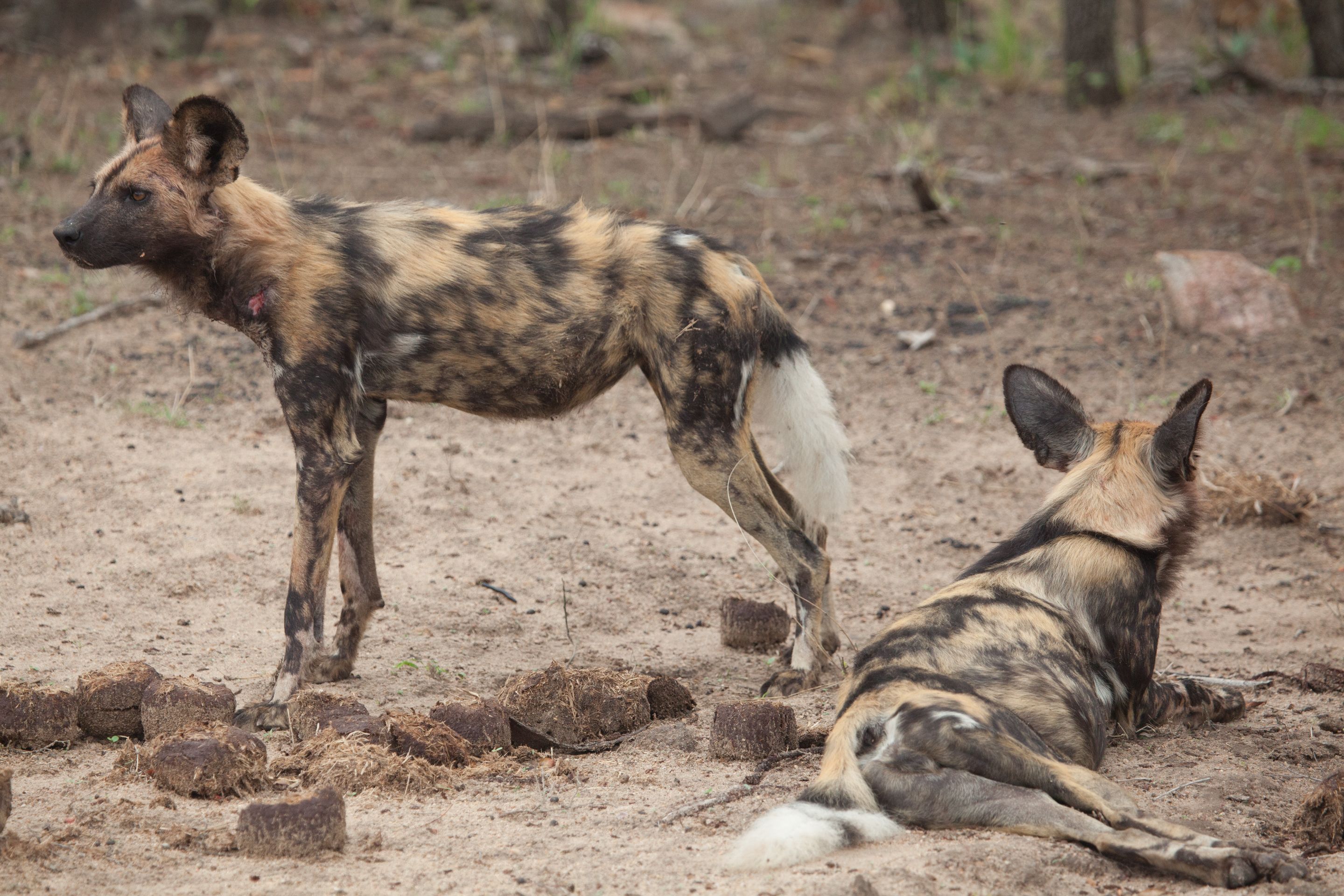 Day 13 SabiSands (71 of 76).jpg