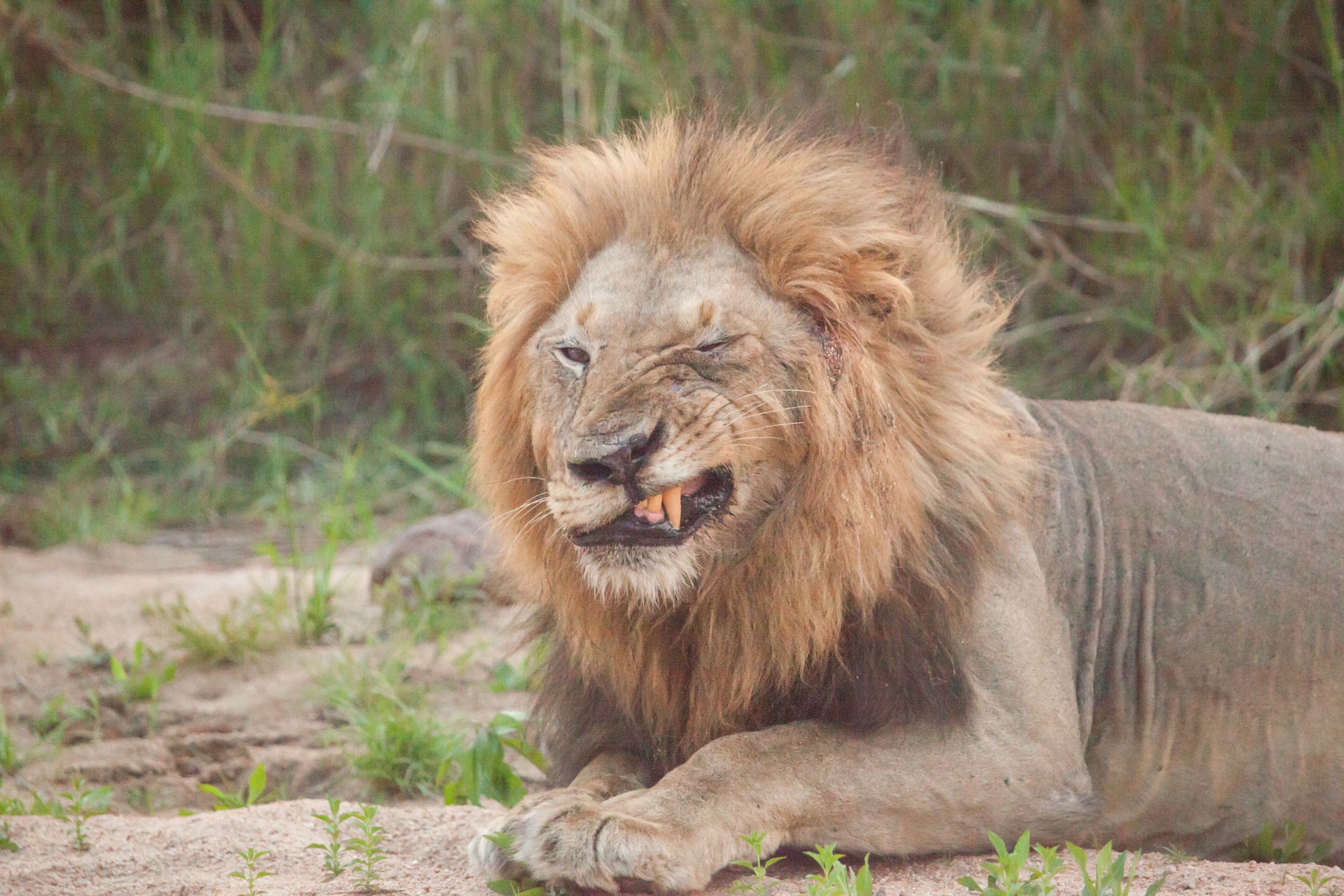 Day 16 SabiSands (15 of 28).jpg