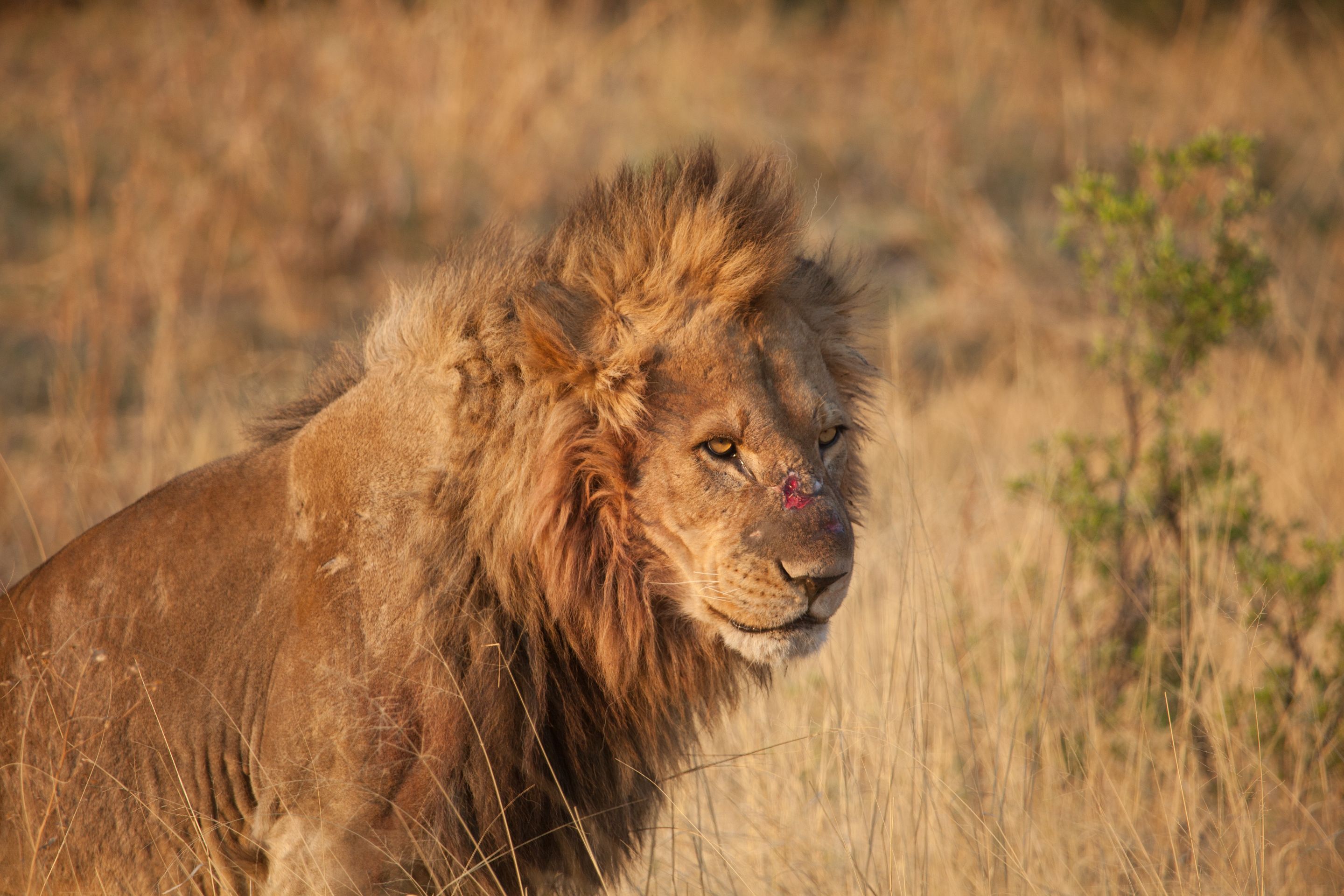 Day 17 Okavango Sandibe (21 of 85).jpg