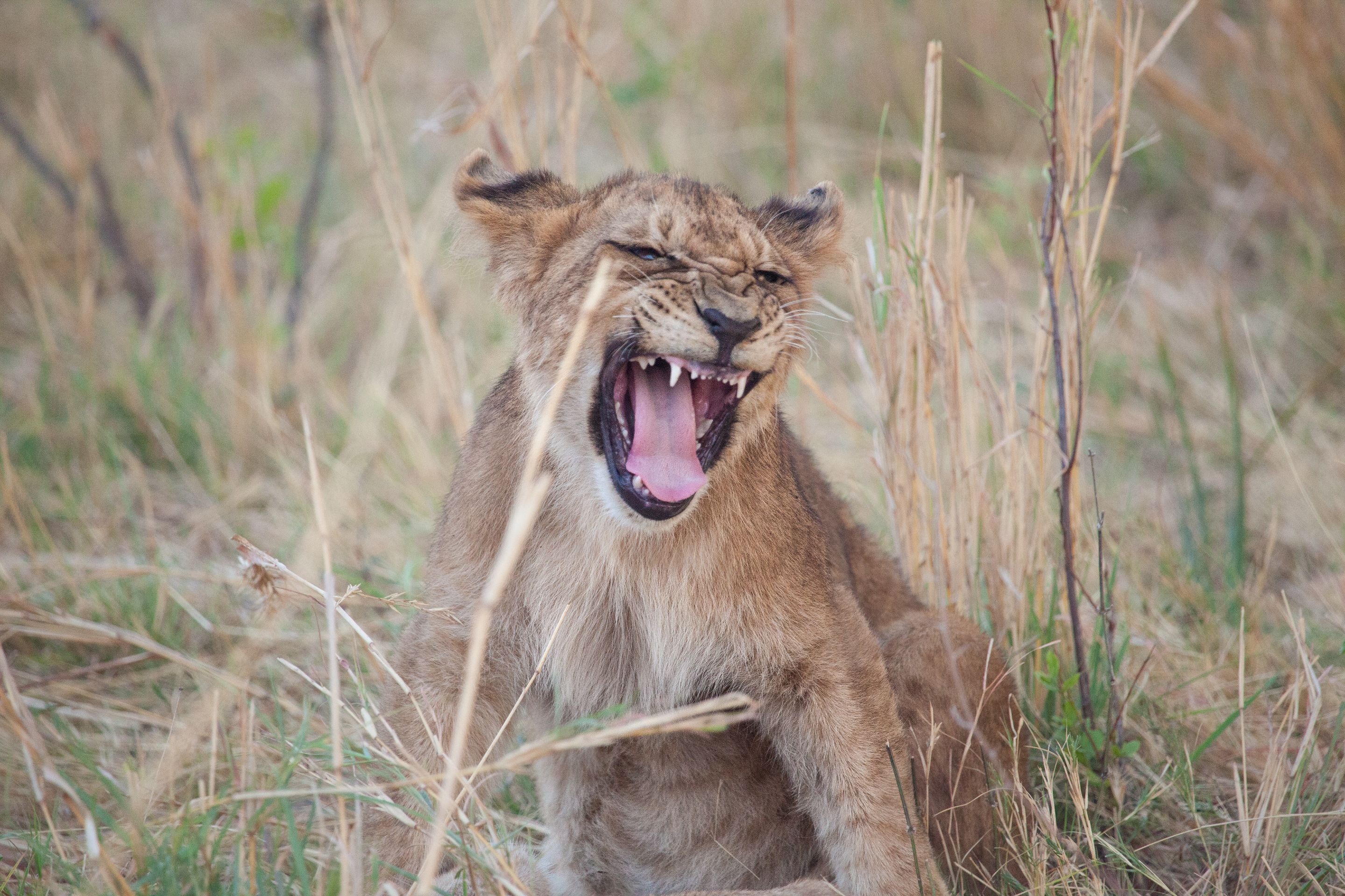 Day 17 Okavango Sandibe (35 of 85).jpg