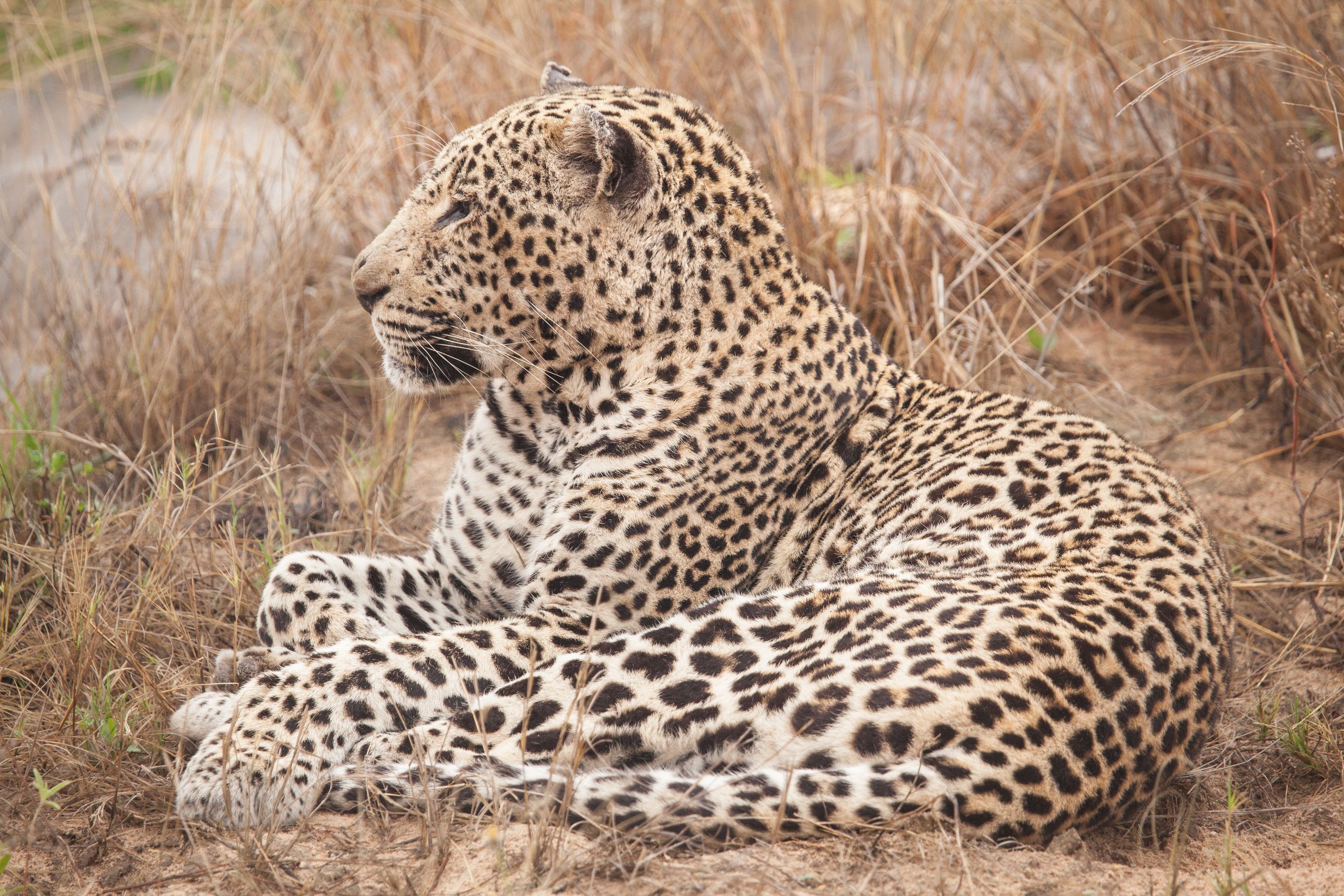 Day 13 SabiSands (29 of 76).jpg