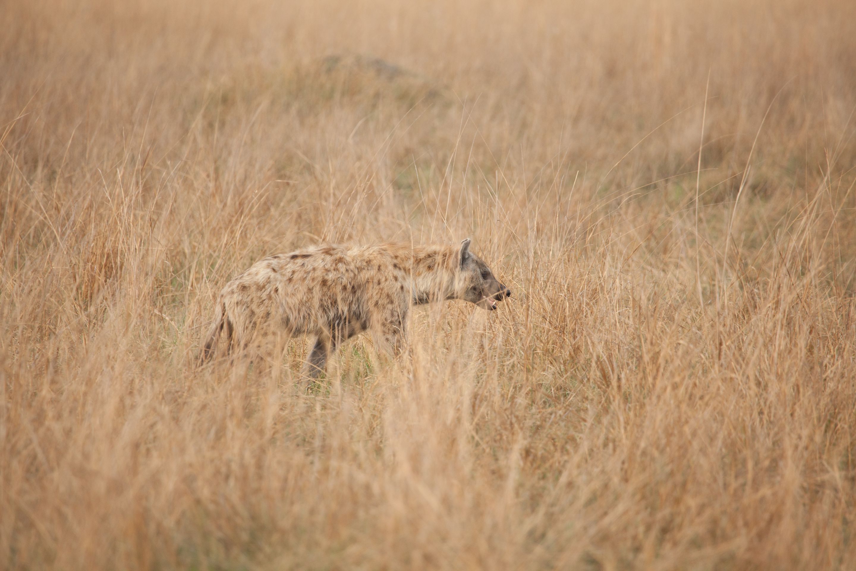 Day 17 Okavango Sandibe (66 of 85).jpg