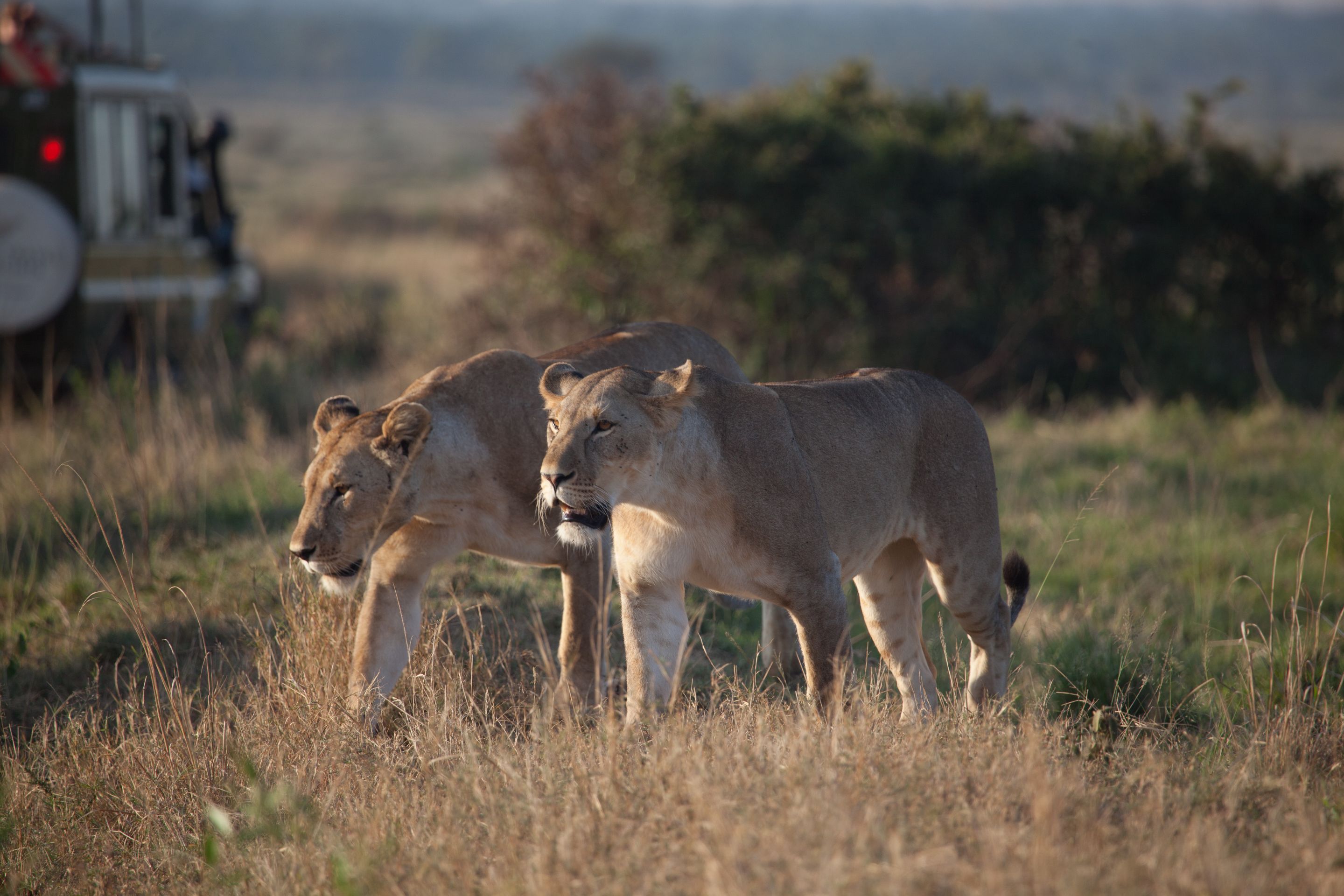 Day 2 Mara (37 of 117).jpg