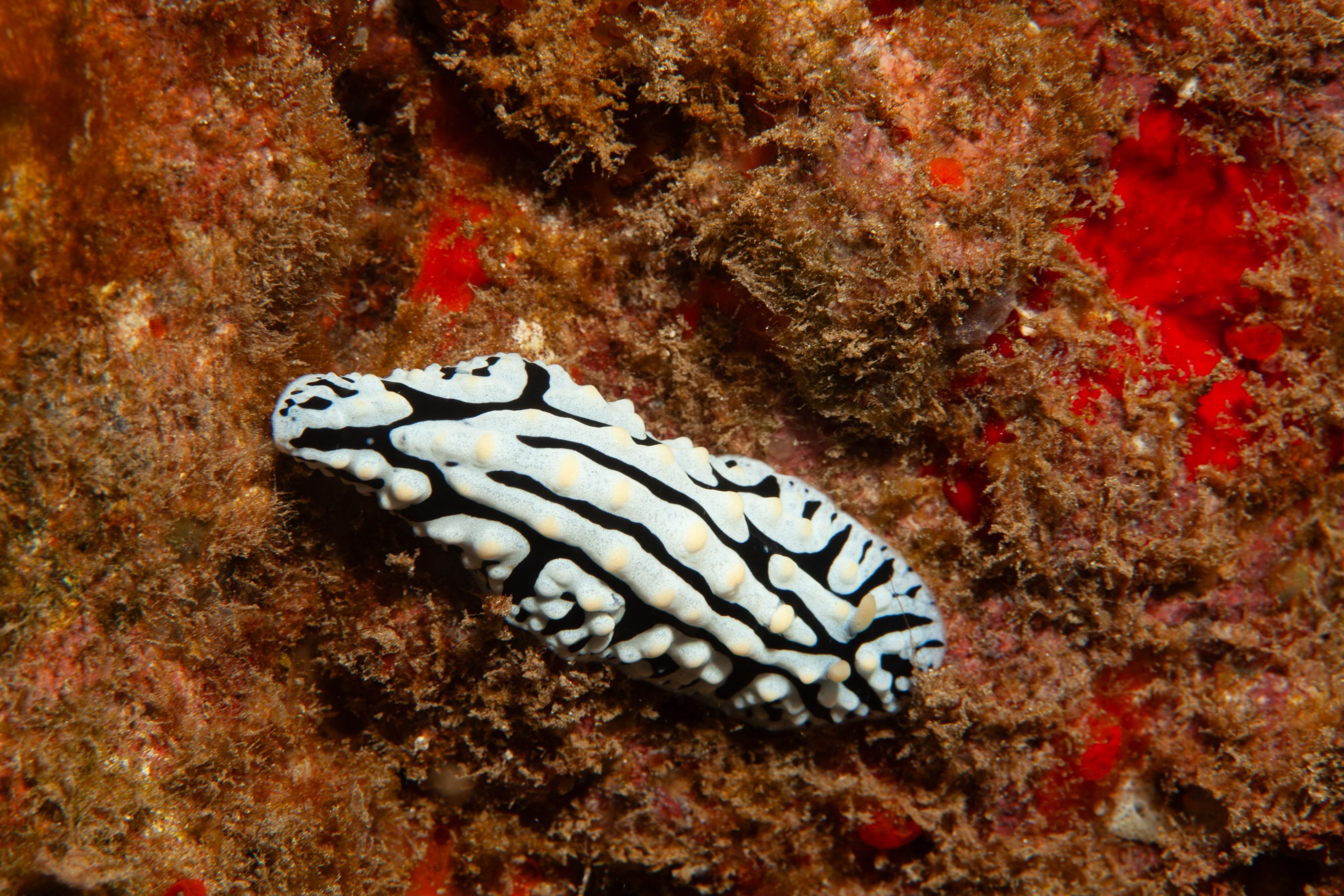 TurtleTown Solo Dive (10 of 36).jpg