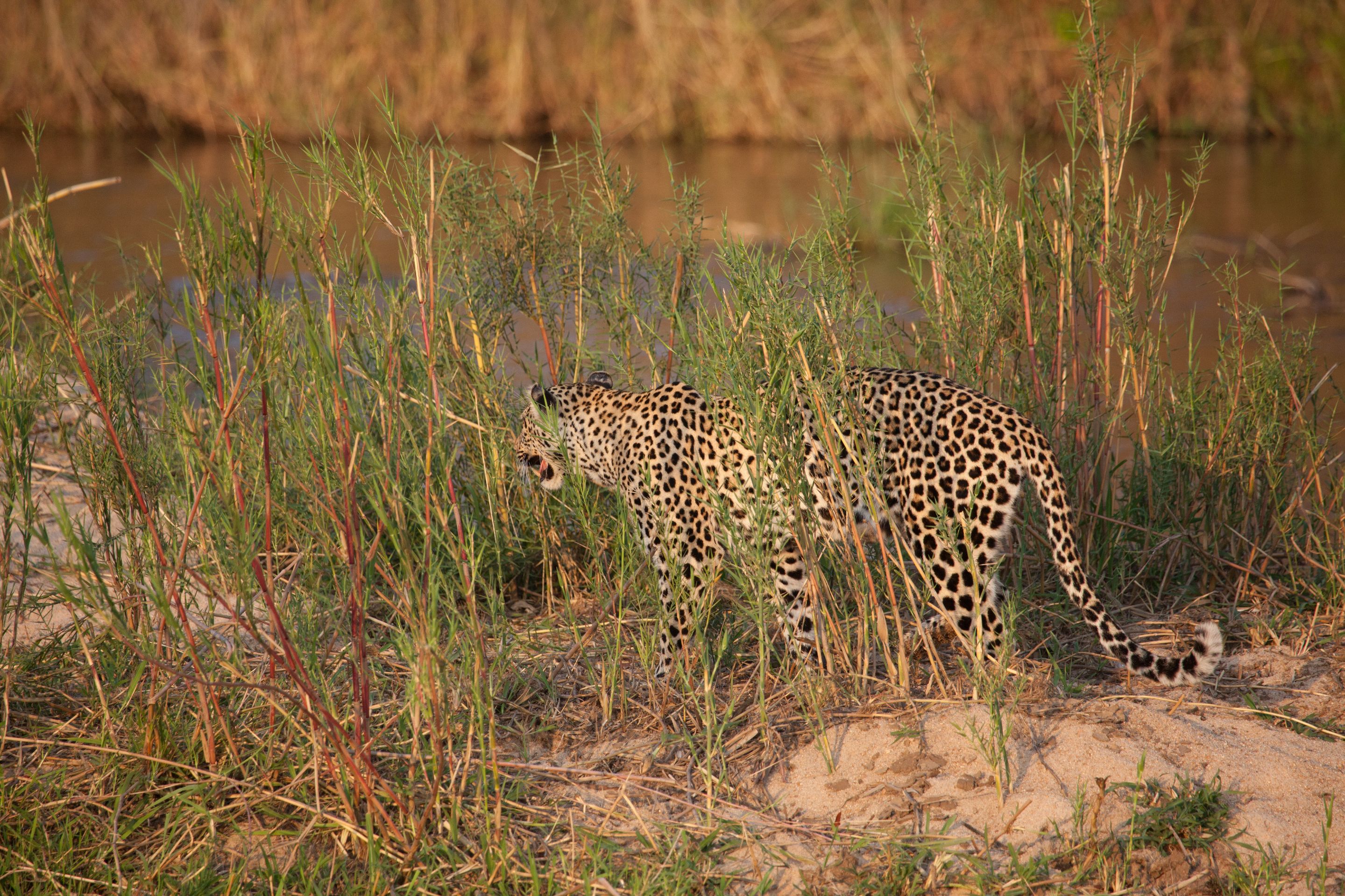 Day 13.5 SabiSands (13 of 29).jpg