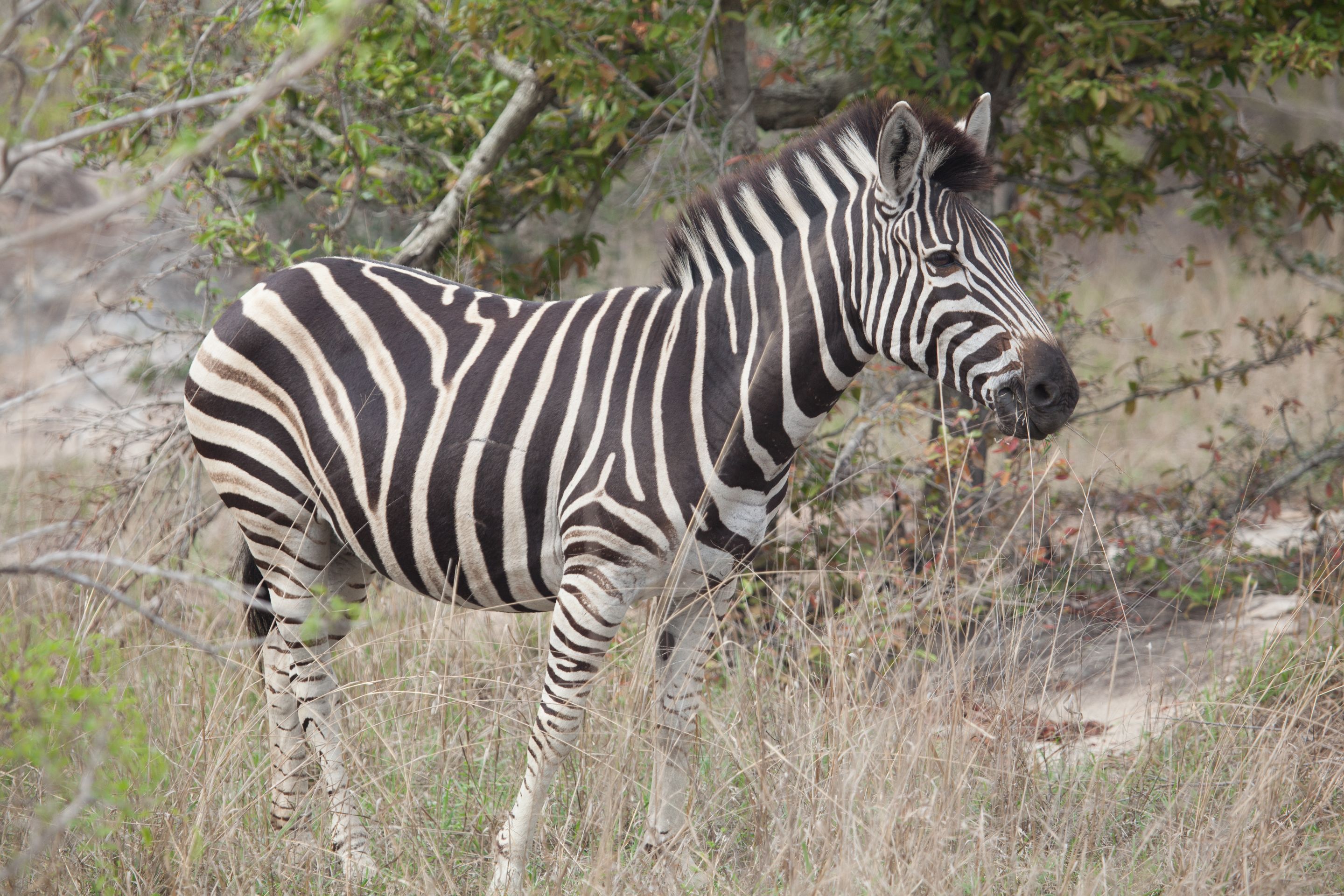 Day 14 SabiSands (64 of 67).jpg