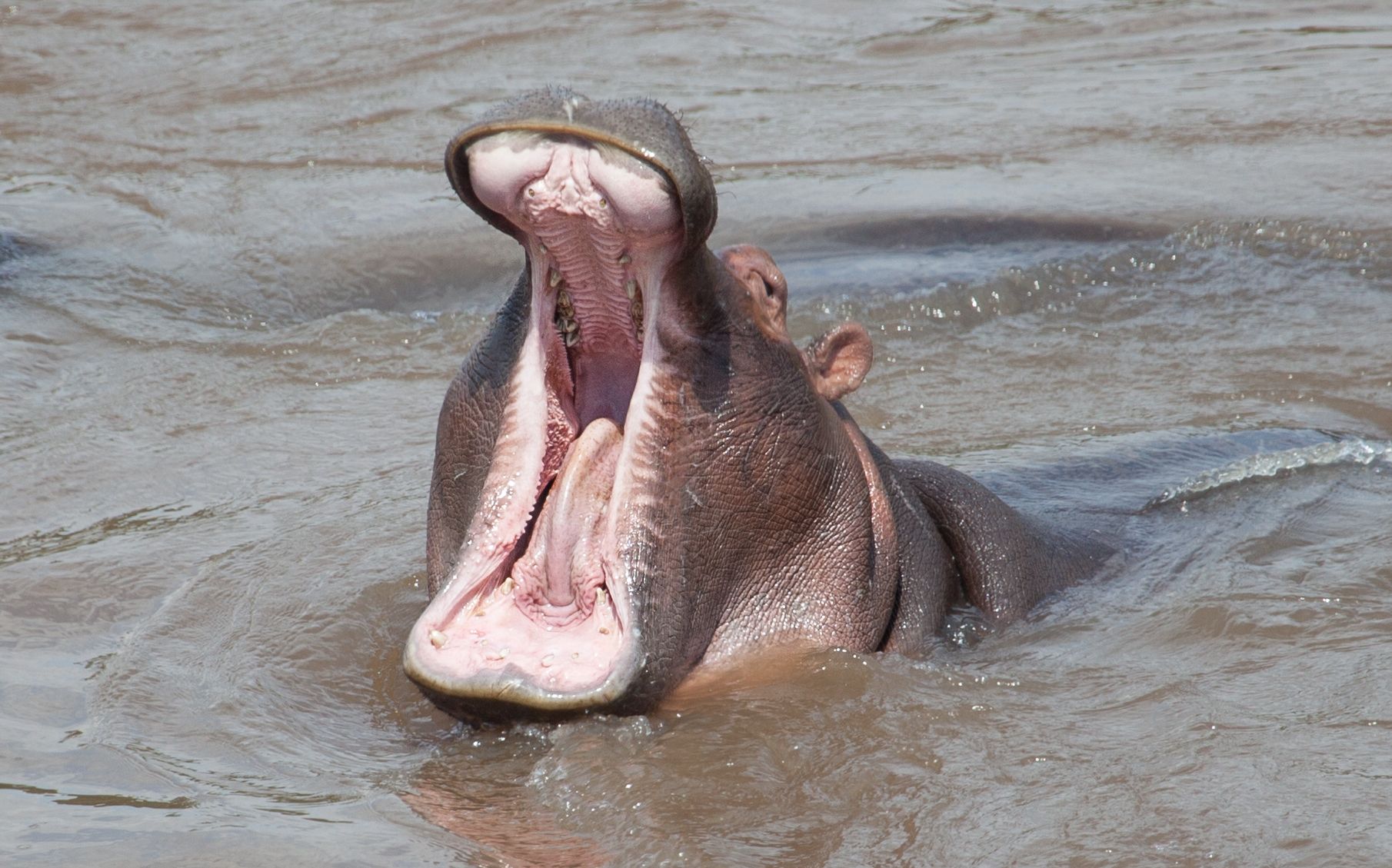 Day 4.5 Mara (20 of 63).jpg