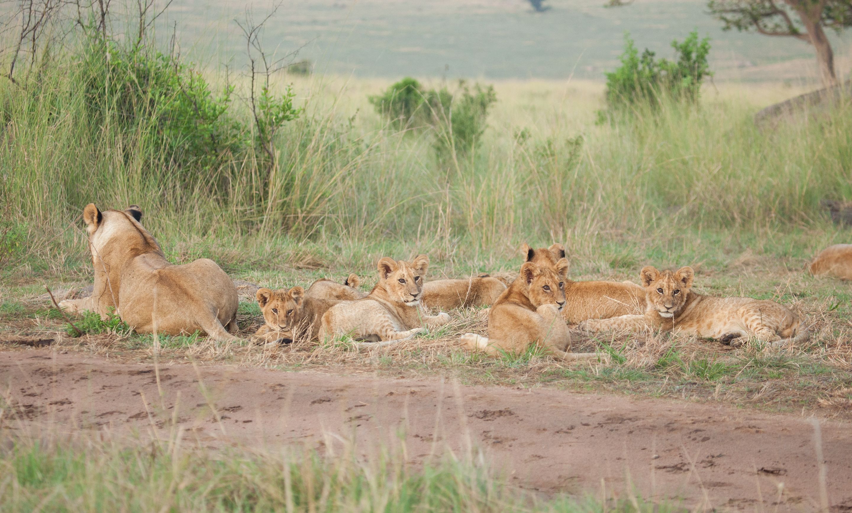 Day 6 Serengeti (8 of 62).jpg