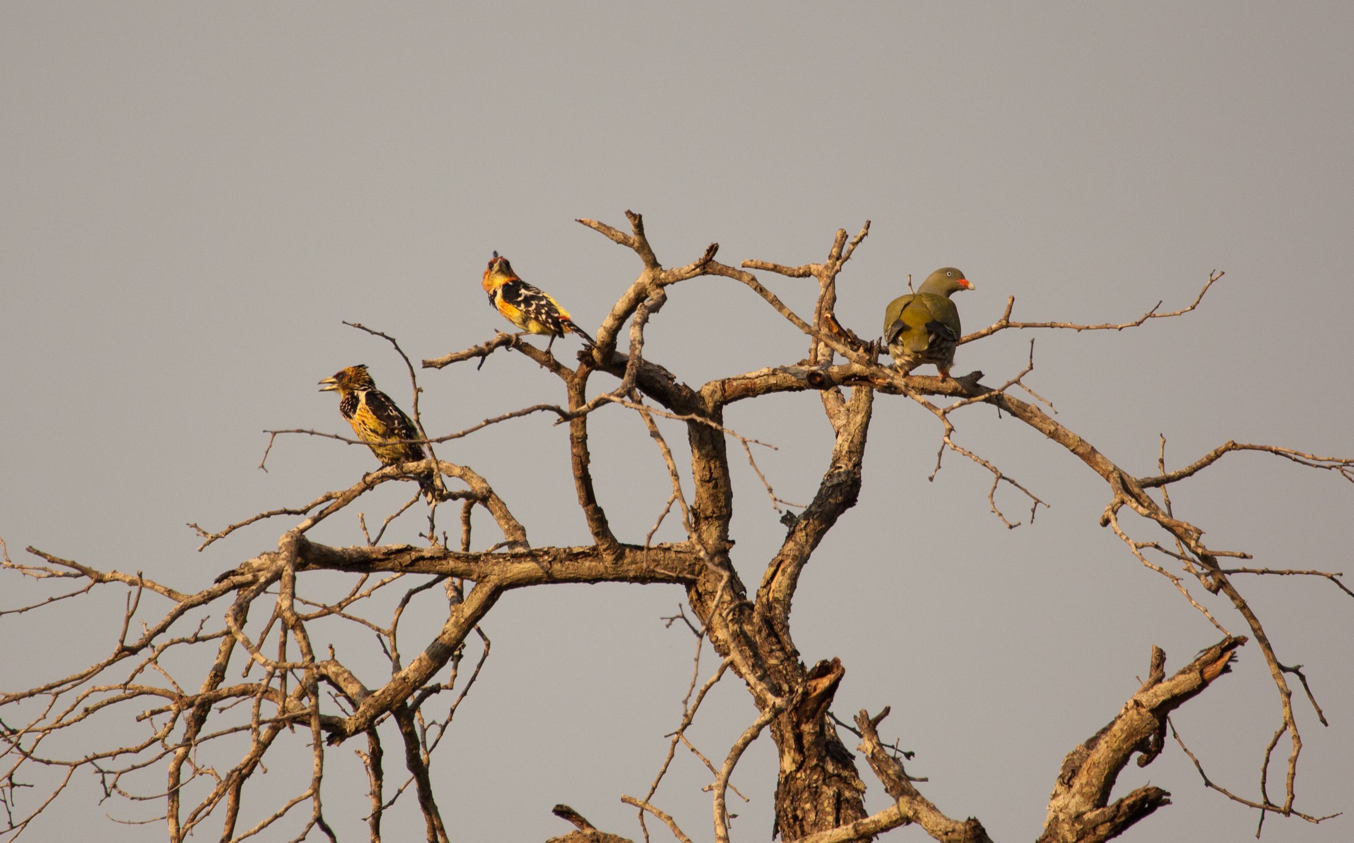 Day 16 SabiSands (4 of 28).jpg