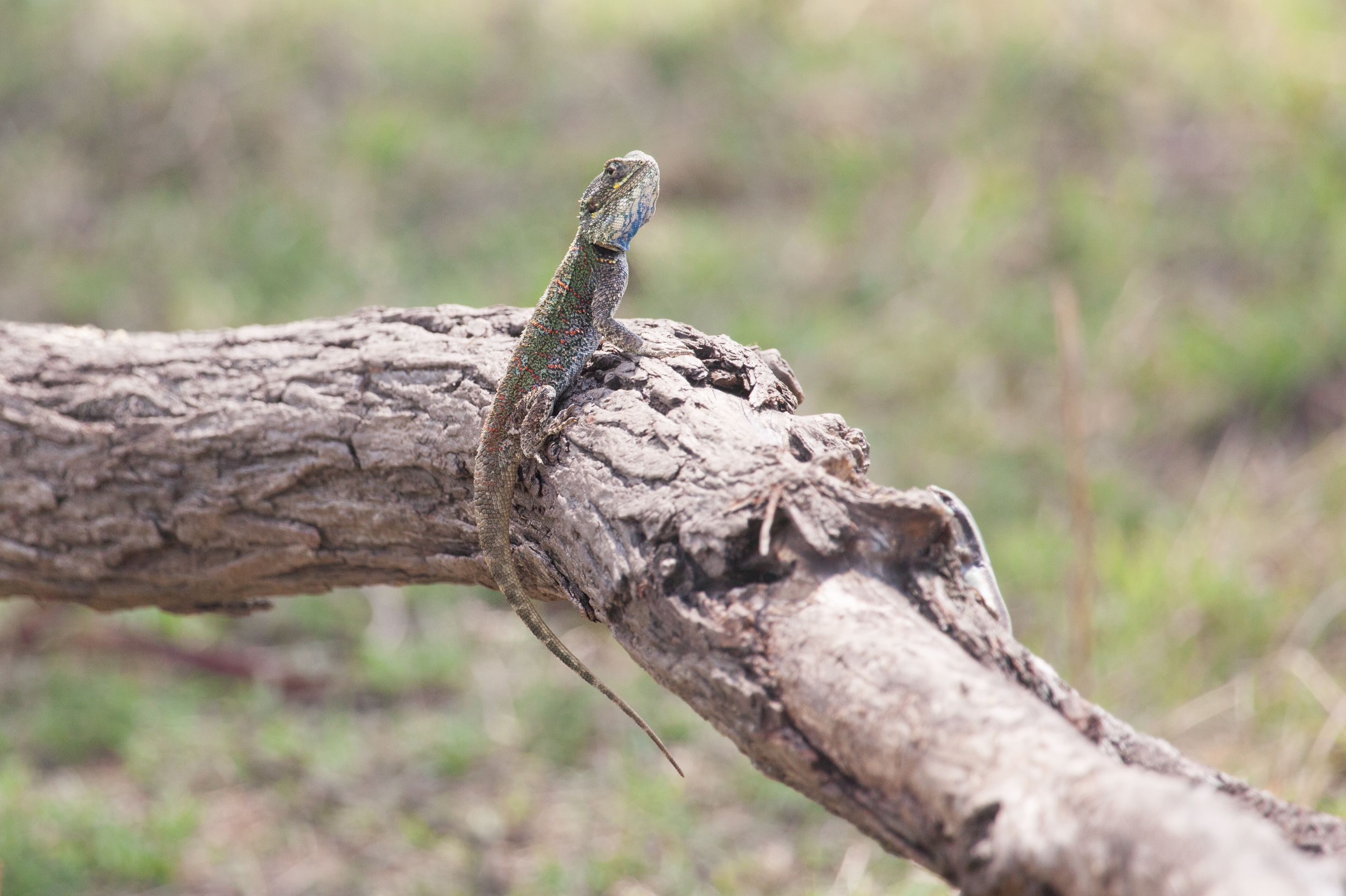 Day 6 Serengeti (57 of 62).jpg