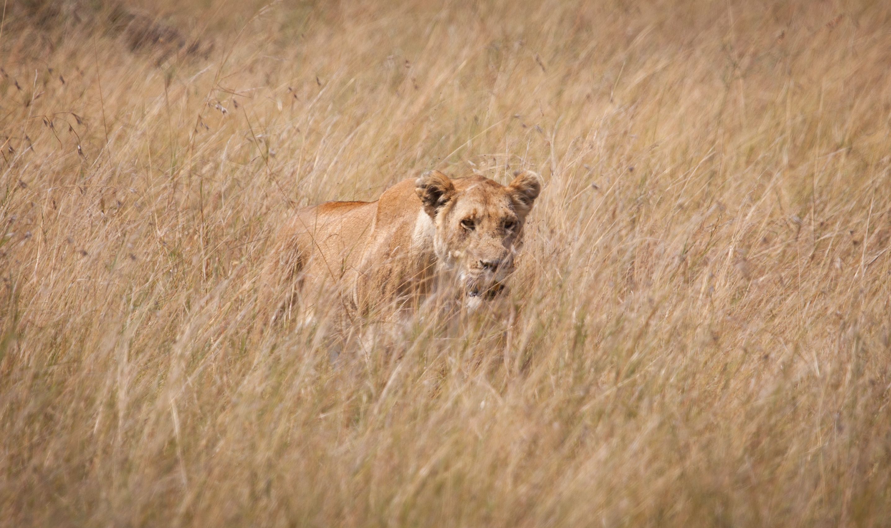 Day 4 Mara (84 of 87).jpg