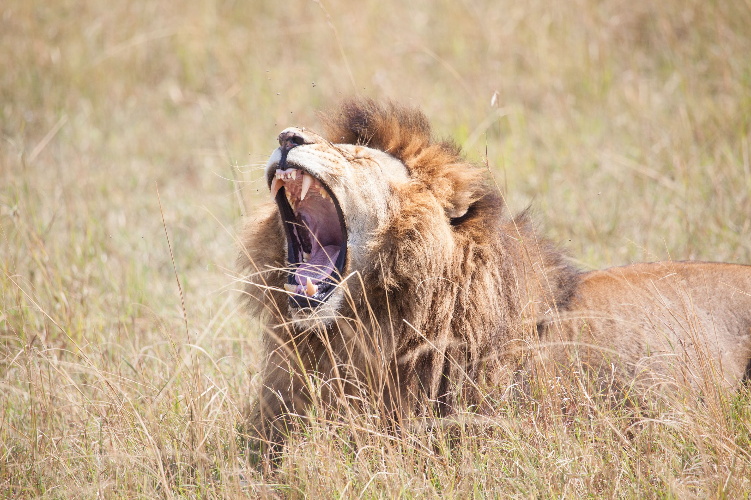 Day 4 Mara (70 of 87).jpg