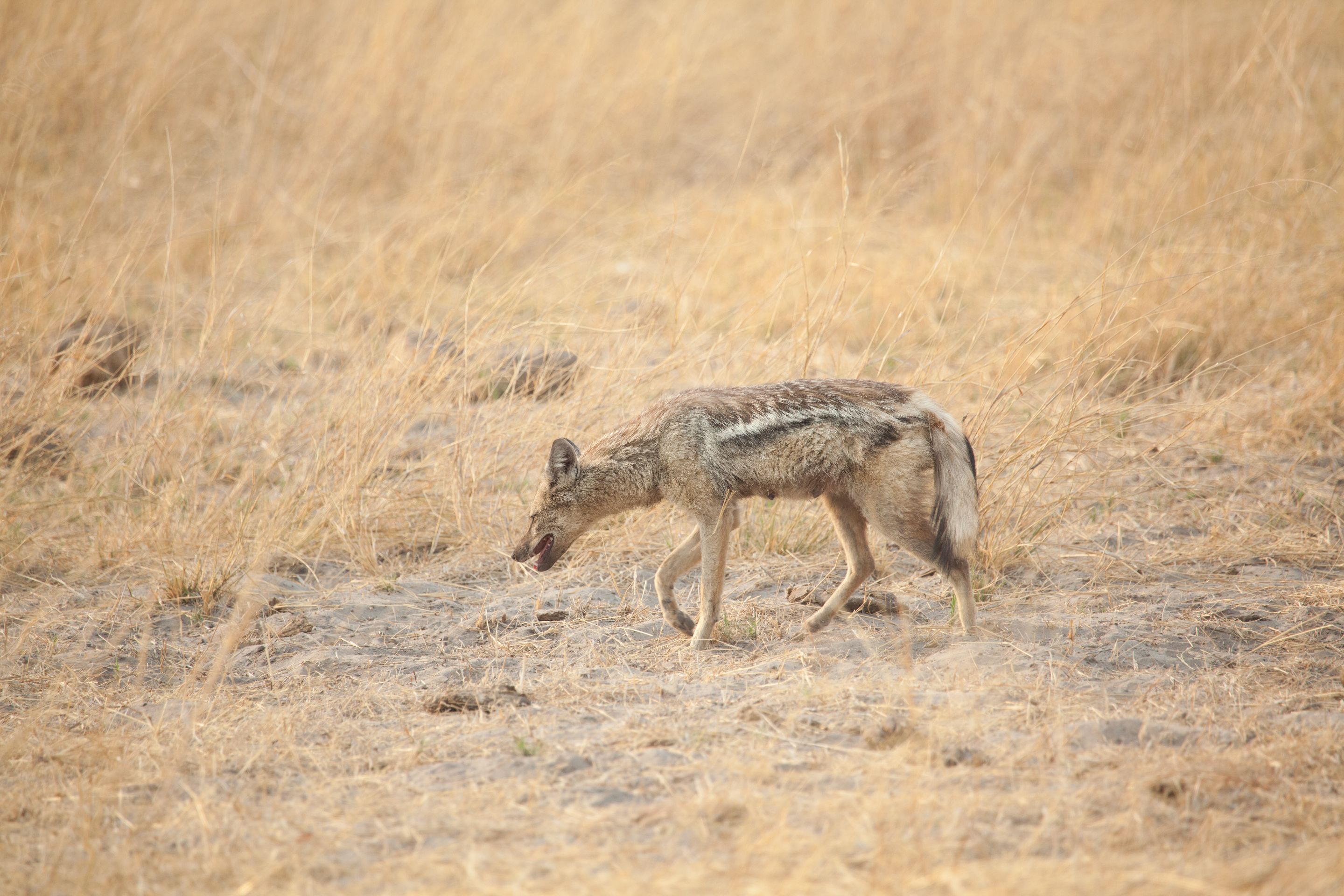 Day 18 Okavango Sandibe (69 of 69).jpg