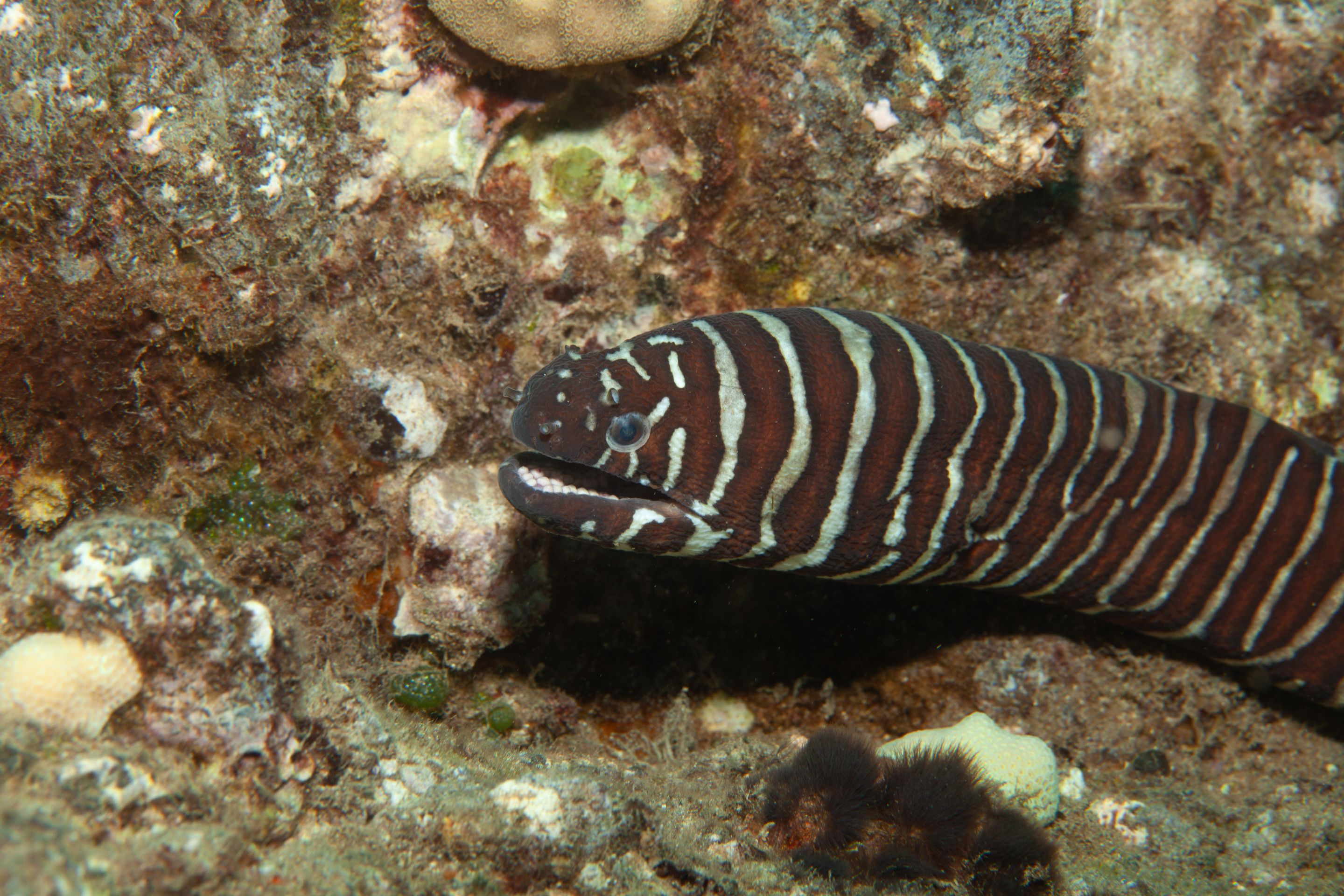 TurtleTown Solo Dive (33 of 36).jpg