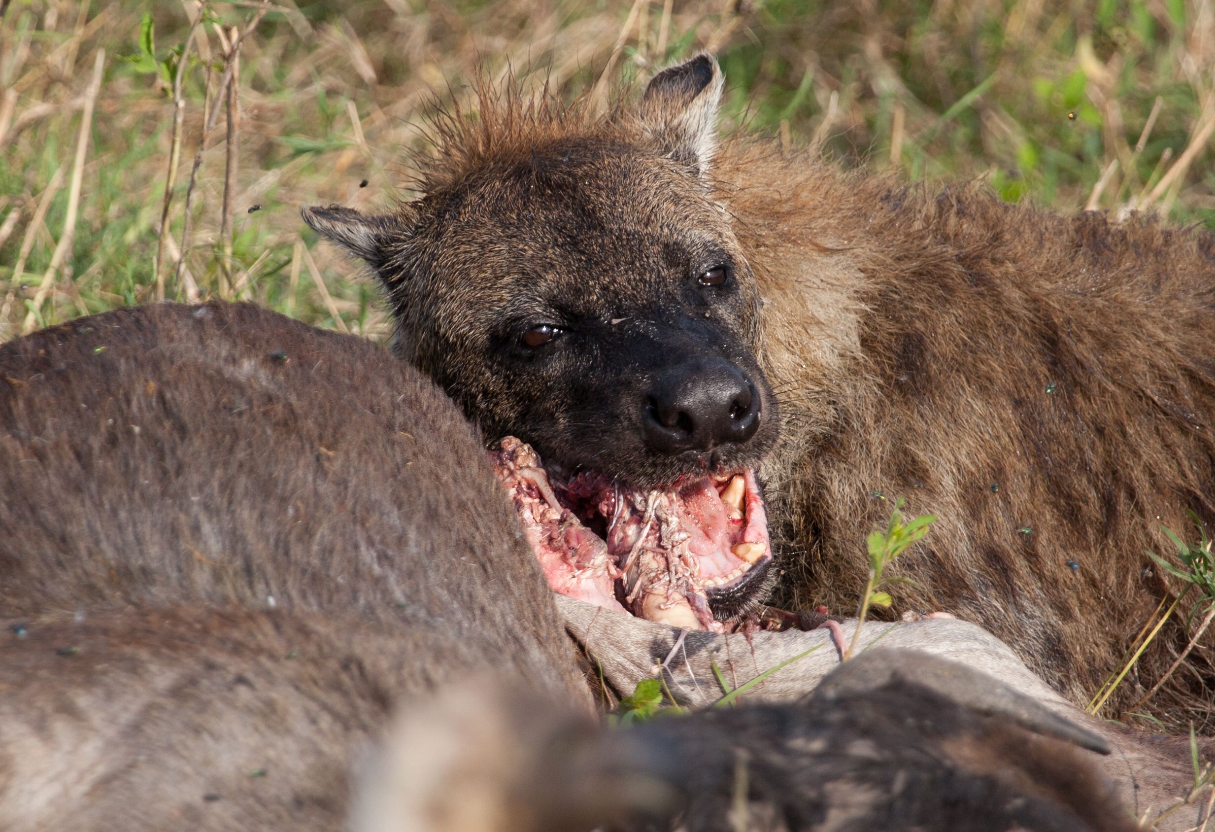 Day 7 Lake Manyara (11 of 103).jpg