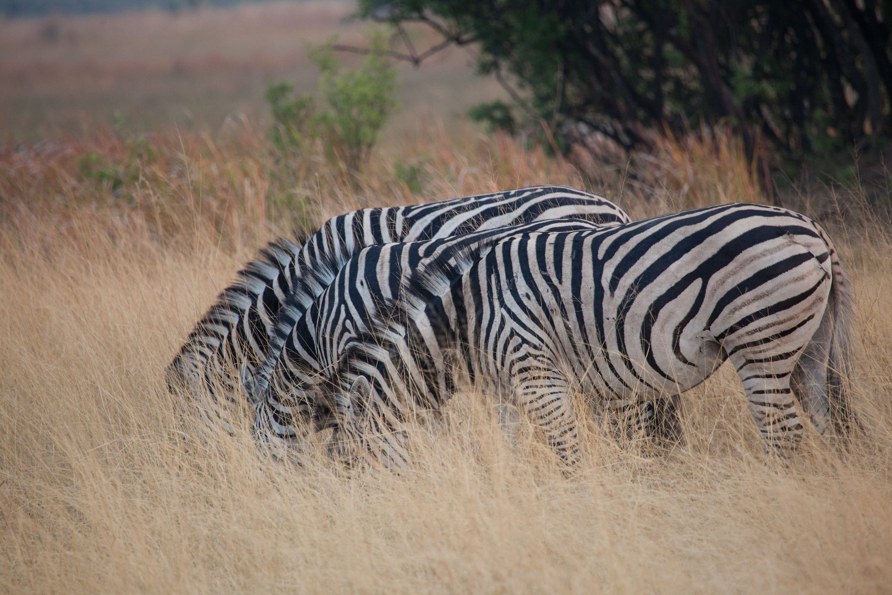 Day 18 Okavango Sandibe (51 of 69).jpg