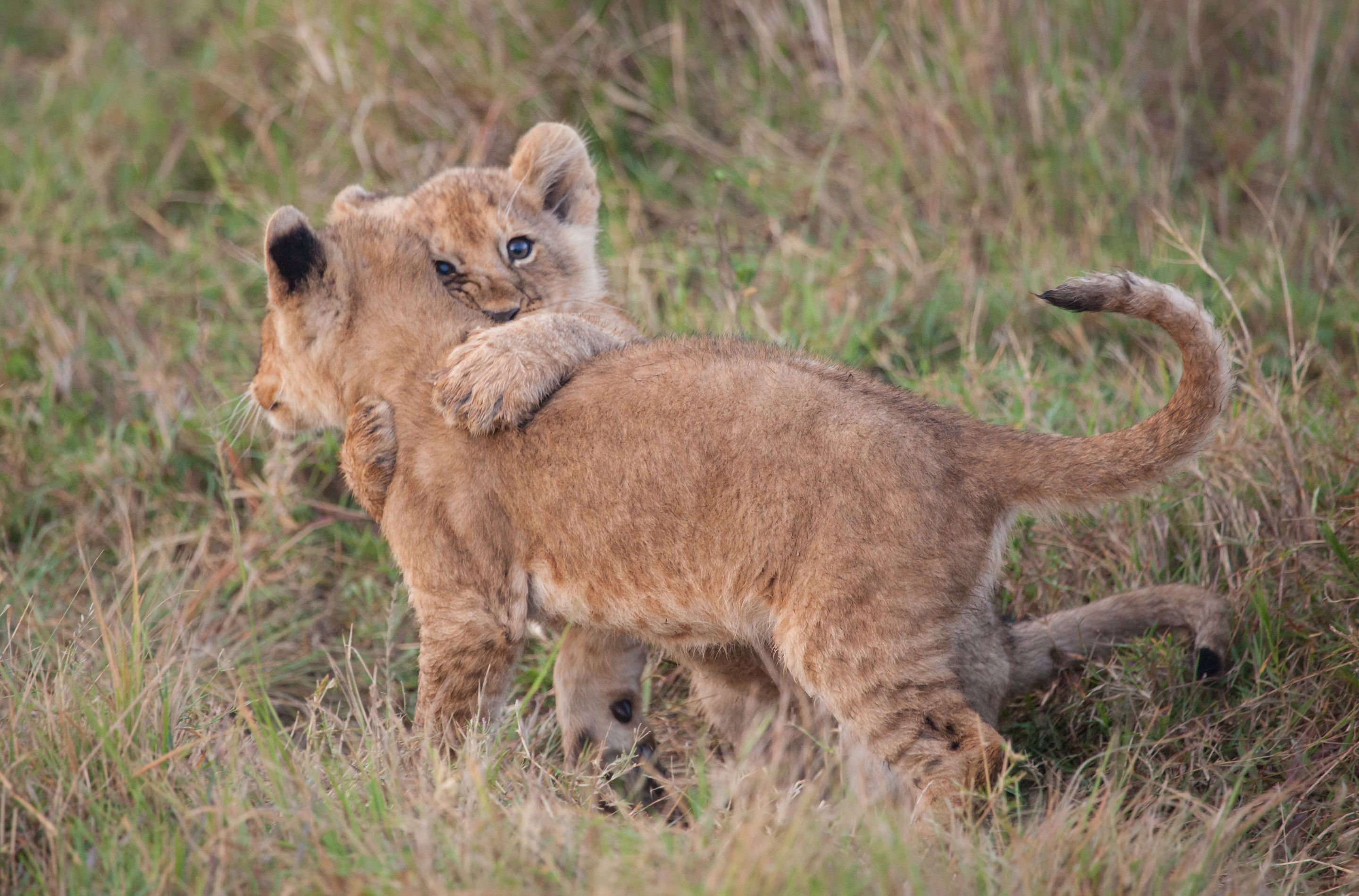 Day 2 Mara (9 of 117).jpg