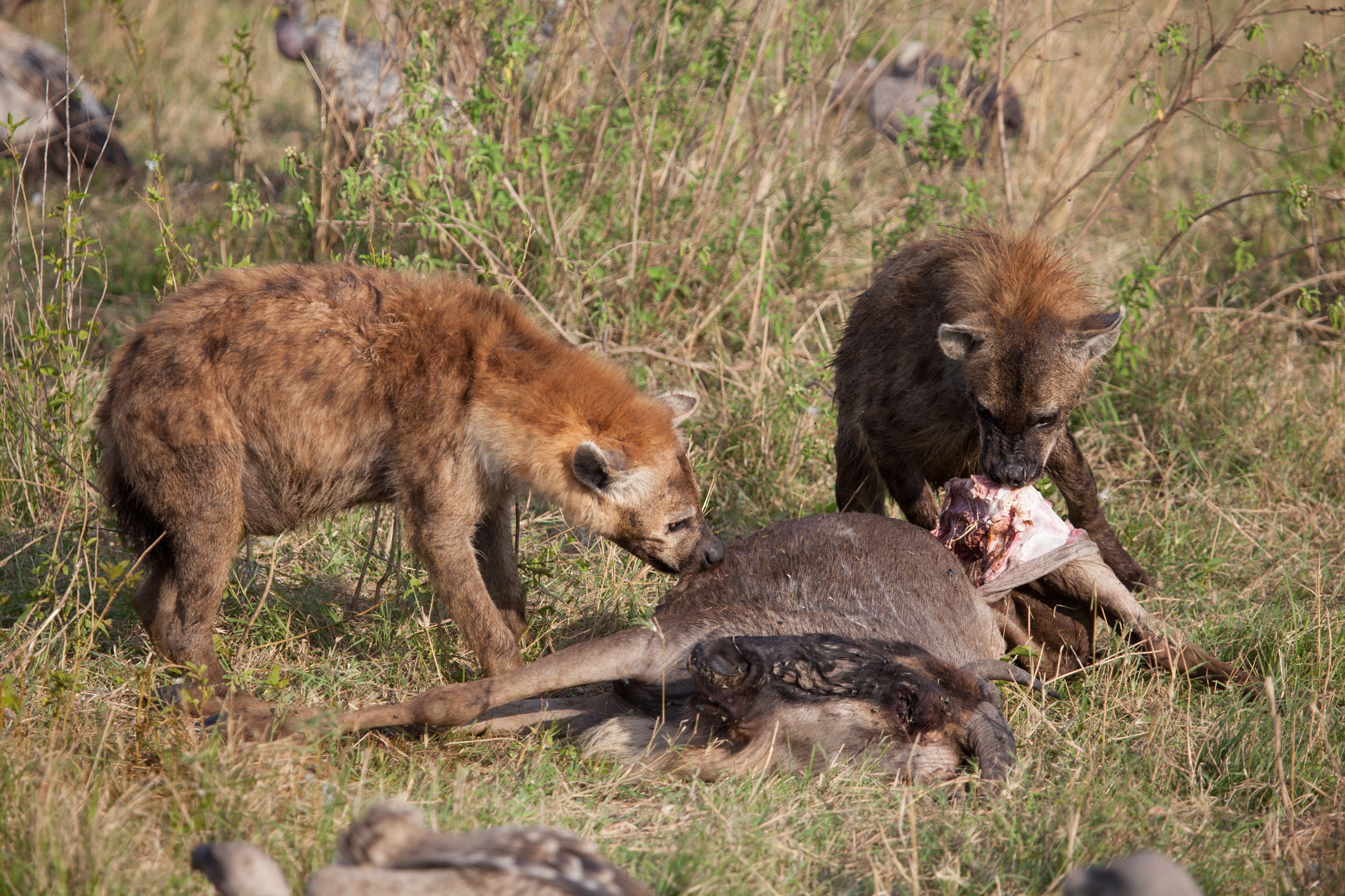 Day 7 Lake Manyara (17 of 103).jpg