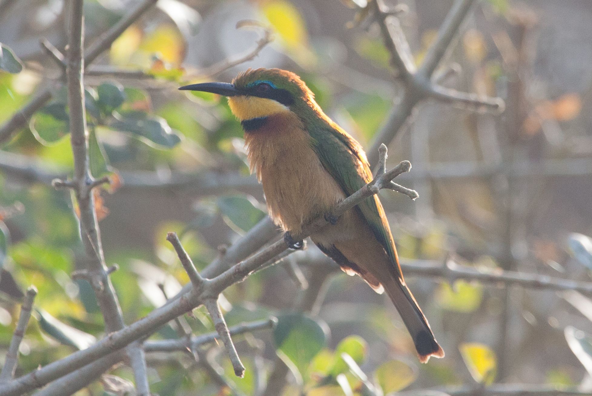 Day 10 Gorillas (4 of 61).jpg